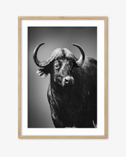 Framed black and white photograph of a buffalo on a gray background