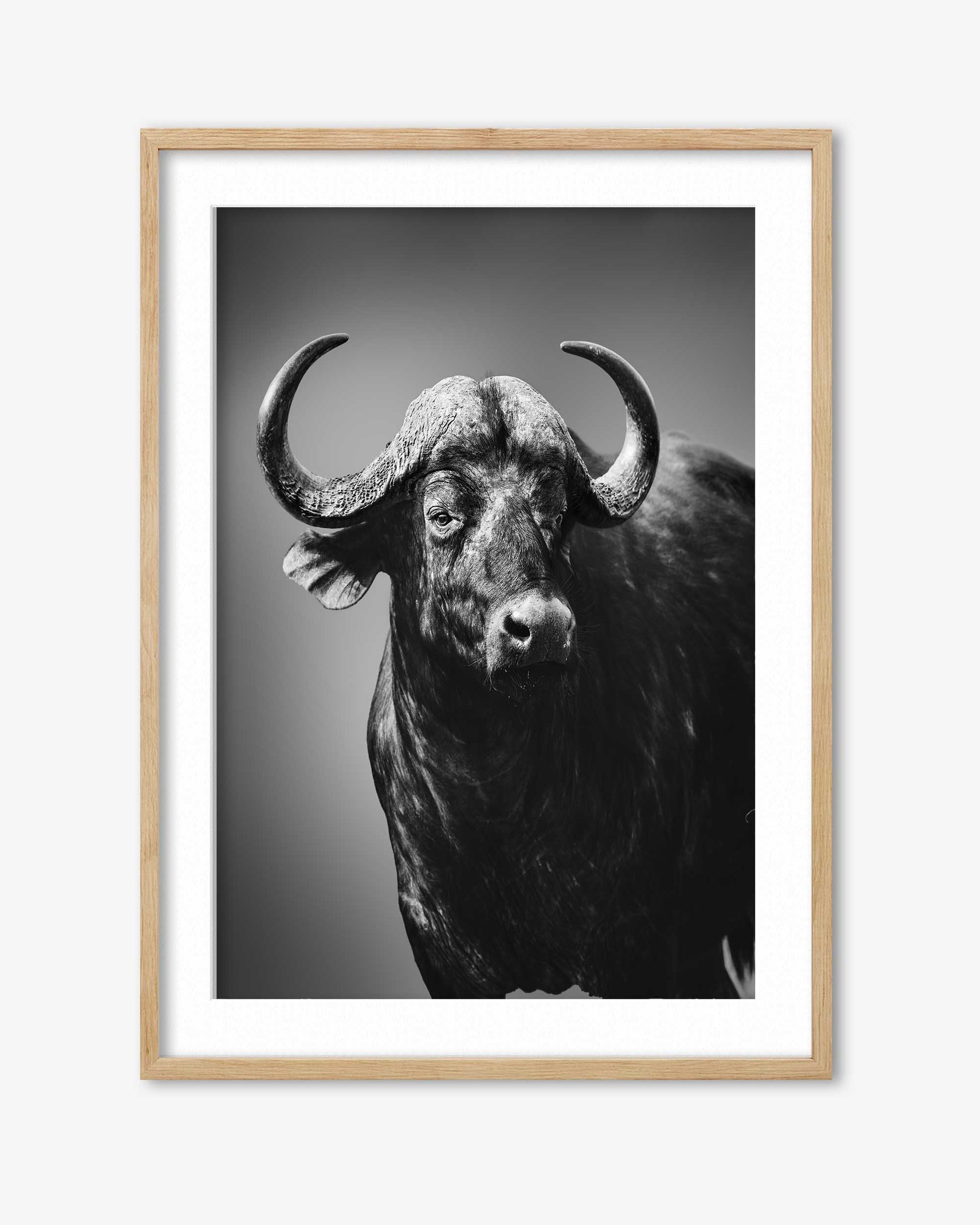 Framed black and white photograph of a buffalo on a gray background