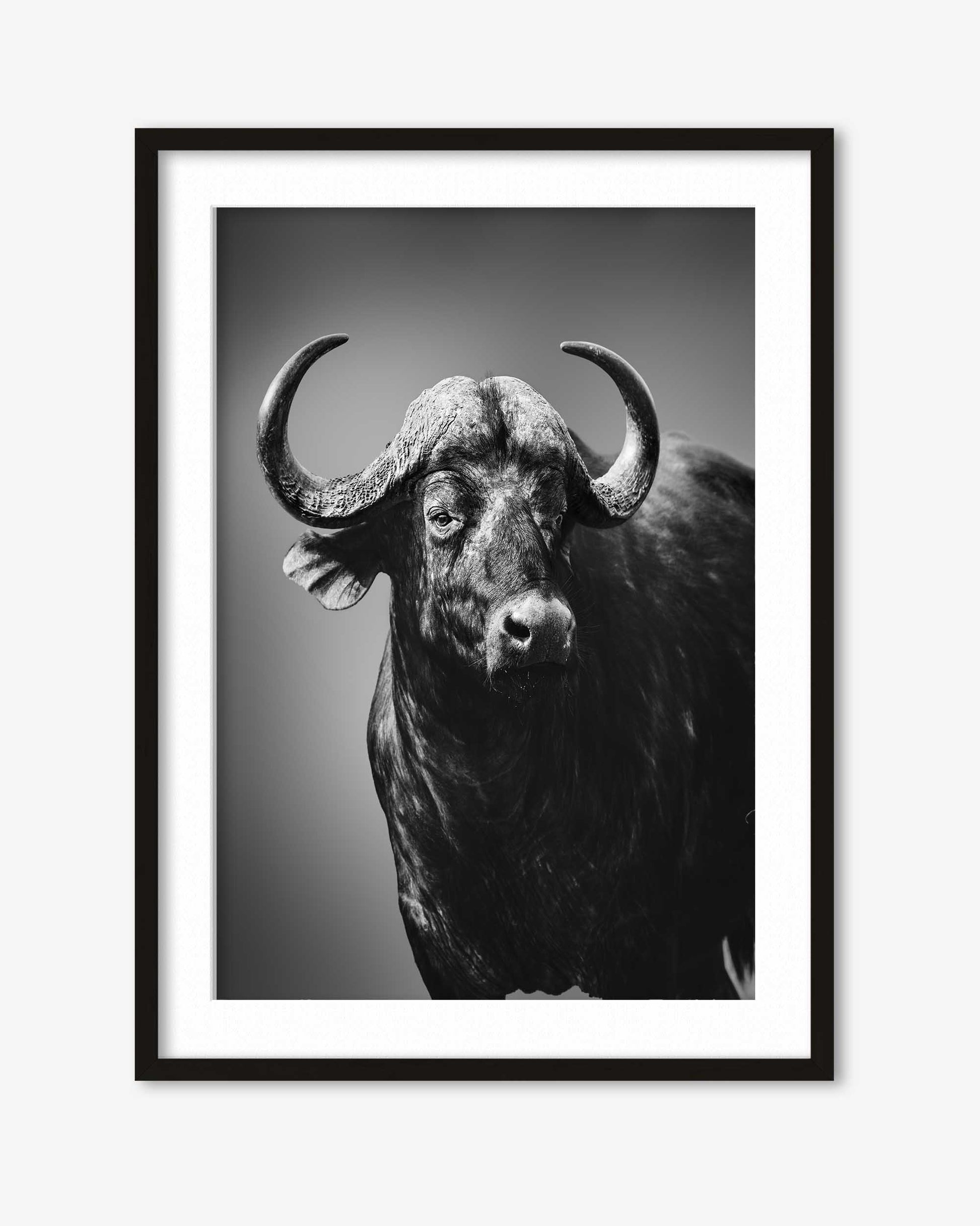 Framed black and white photograph of a buffalo on a plain background