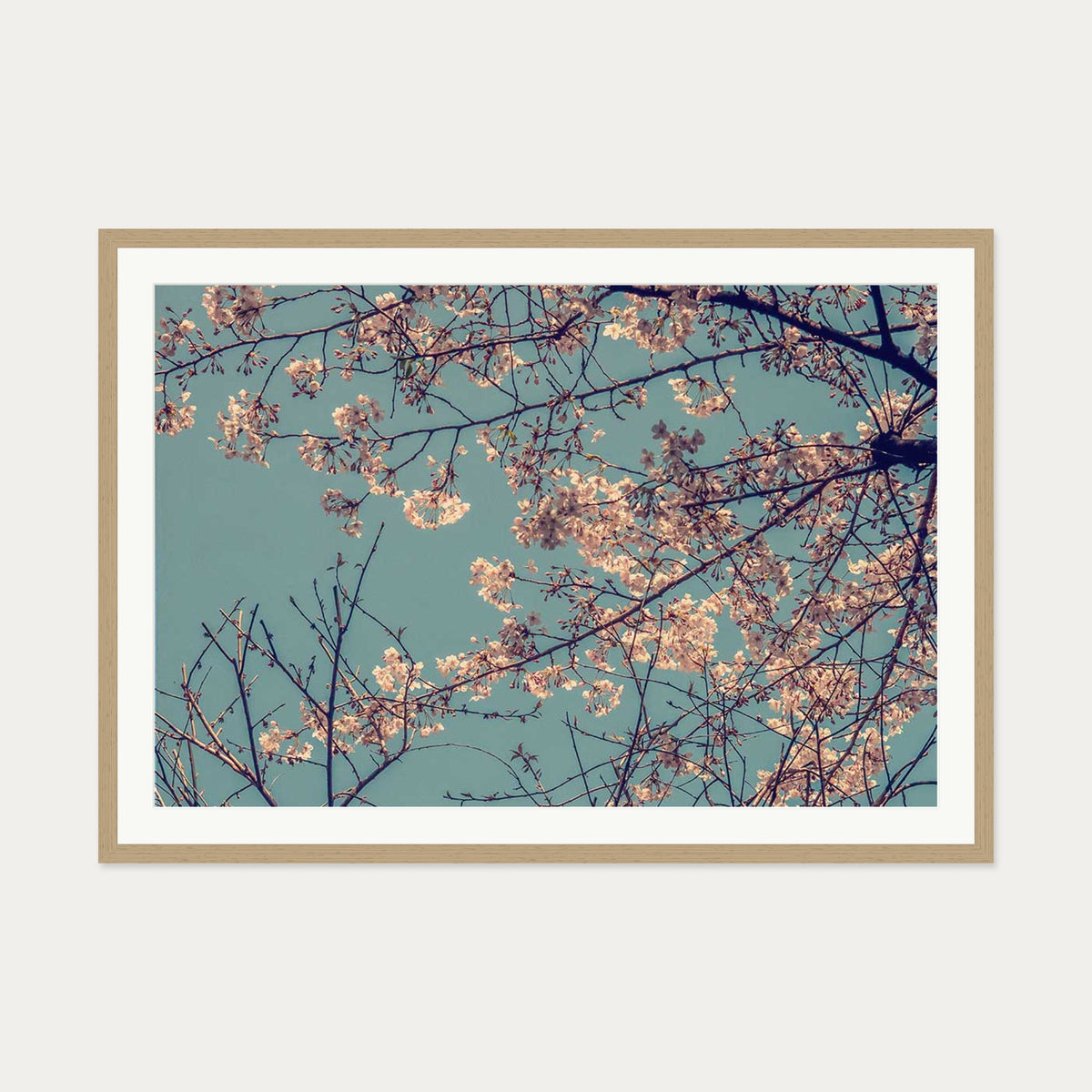 Cherry Blossom Wall Art Print — 70 x 100 cm — Oak Frame
