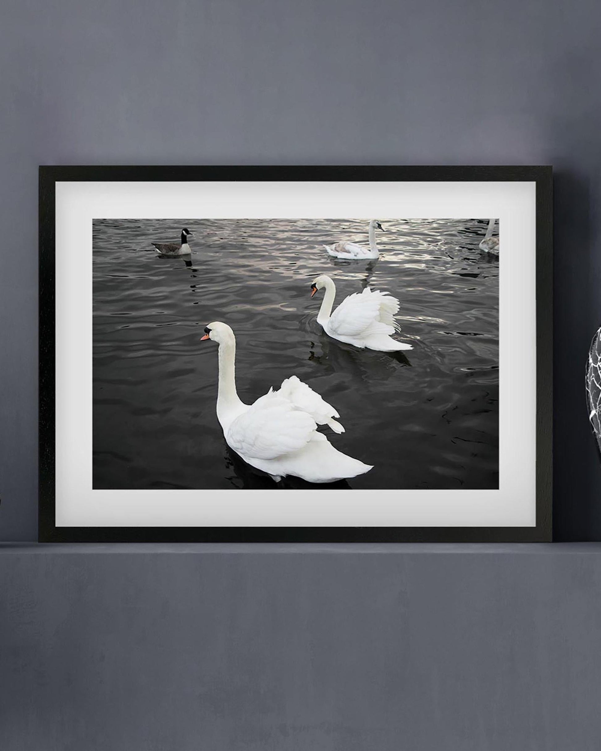 Framed photograph of swans on water with a black frame.