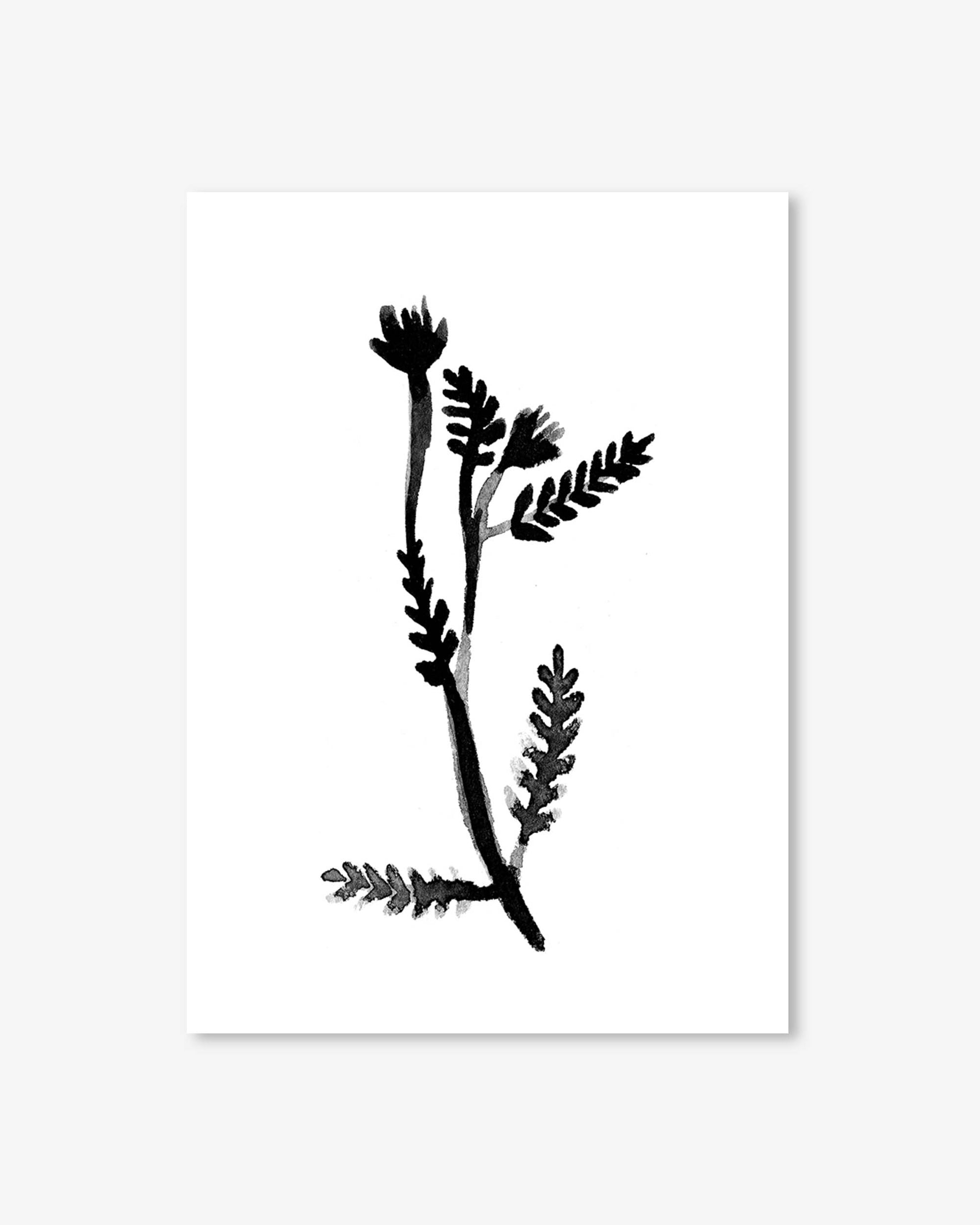 Black botanical illustration on a white background