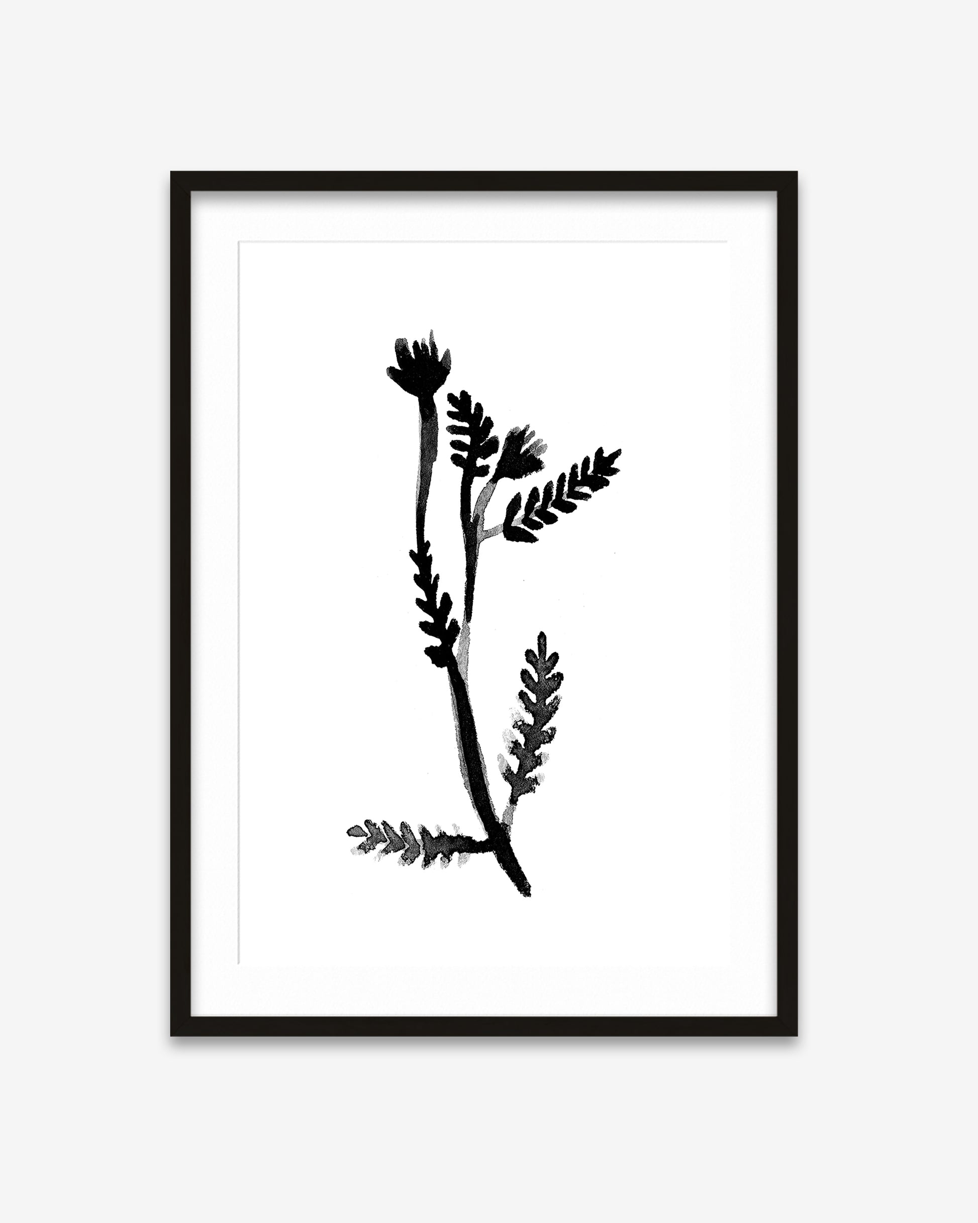 Framed black and white botanical illustration on a white background