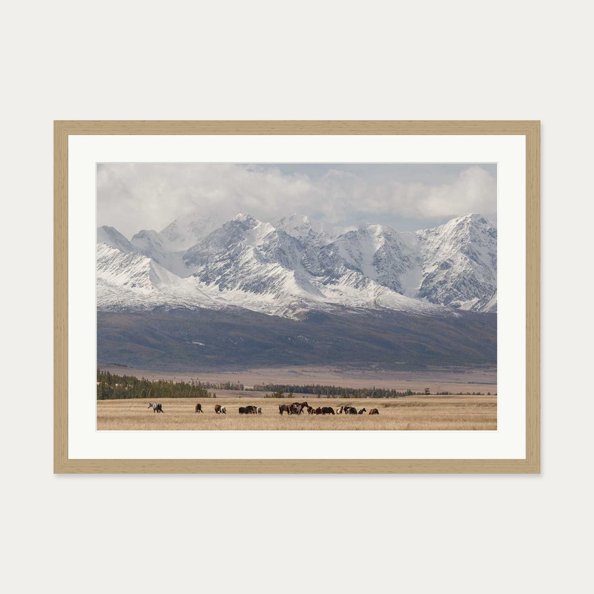 Horses In A Field Art Print — 50 x 70 cm — Oak Frame