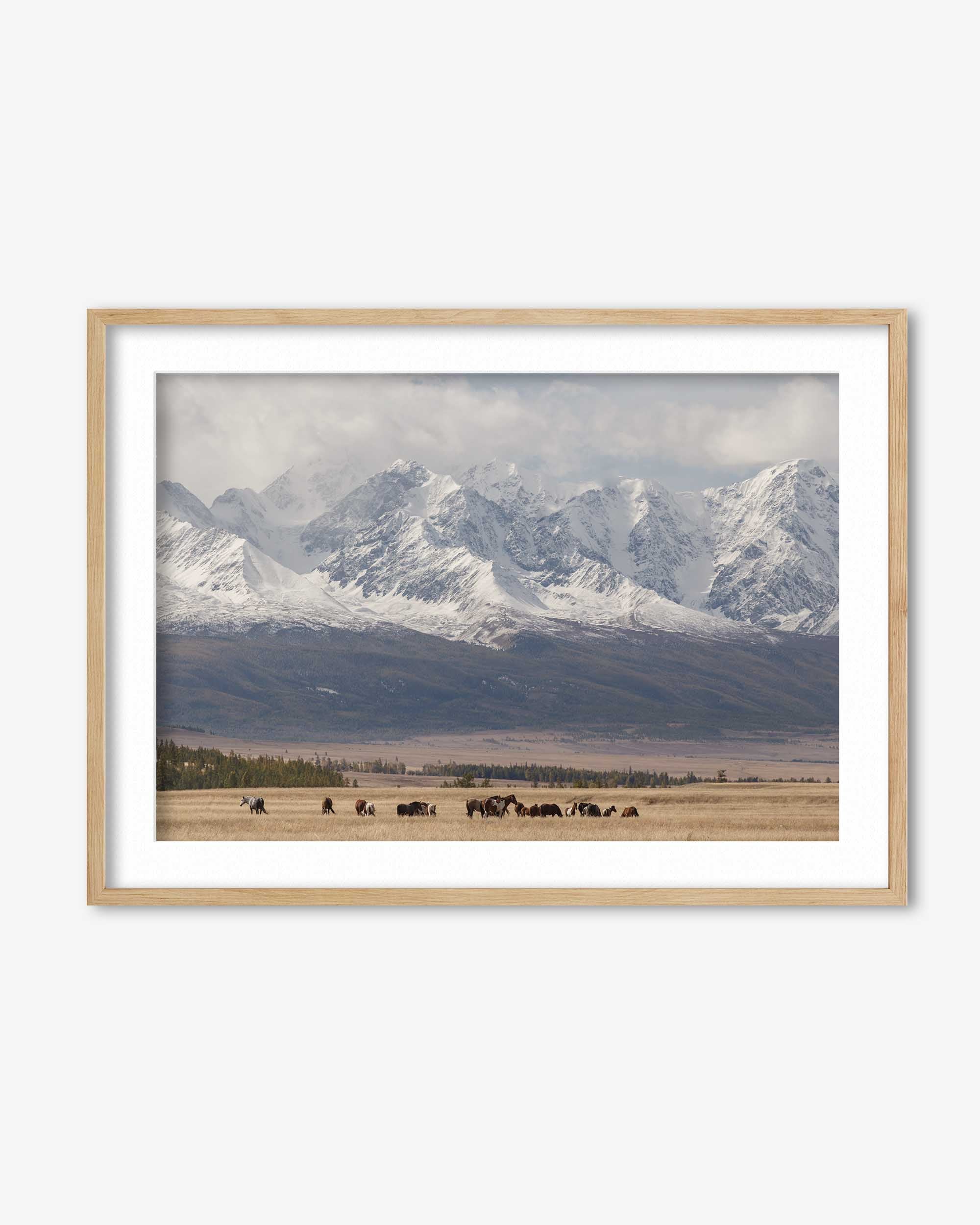 Horses In A Field Art Print