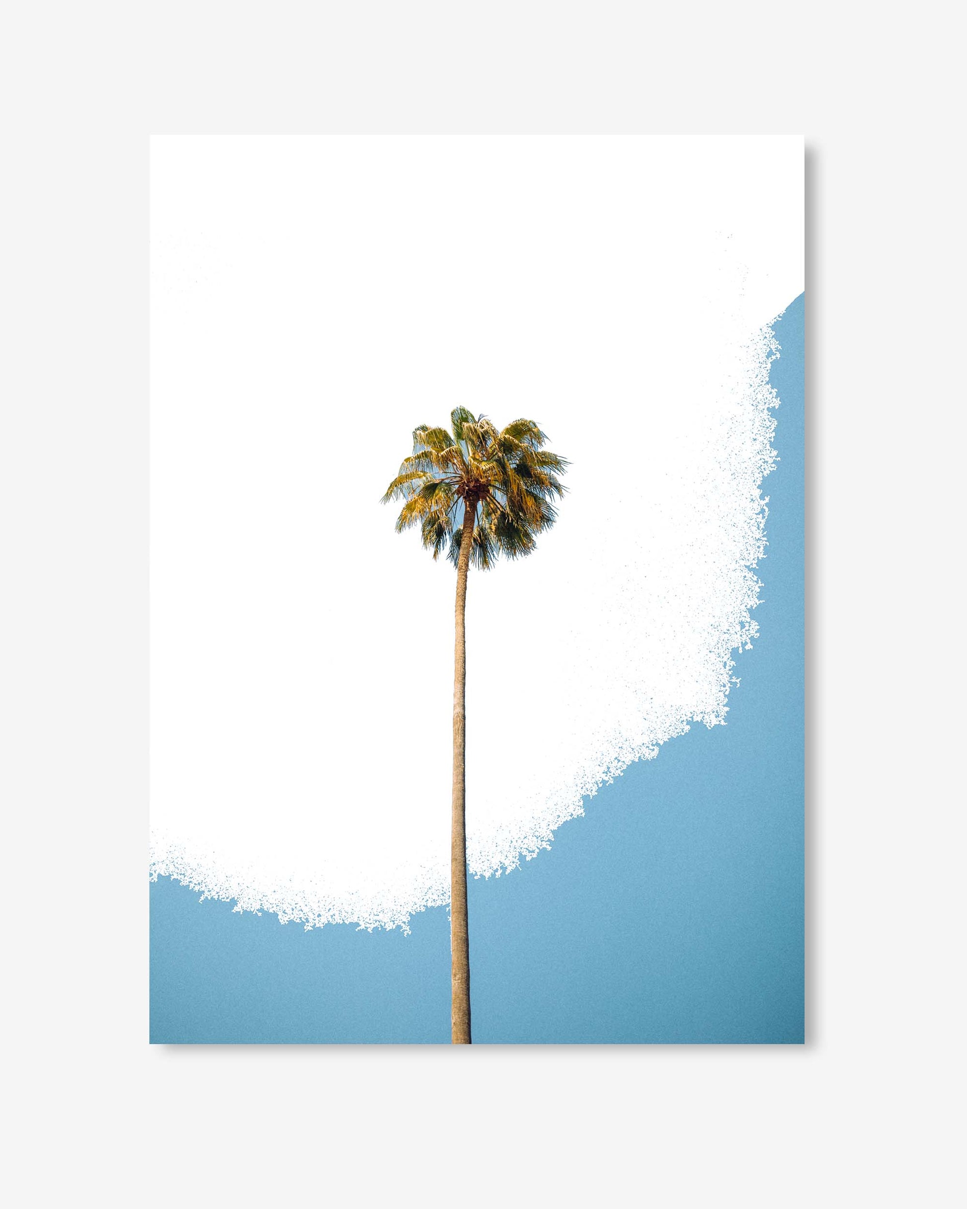 Palm tree with a white and blue background