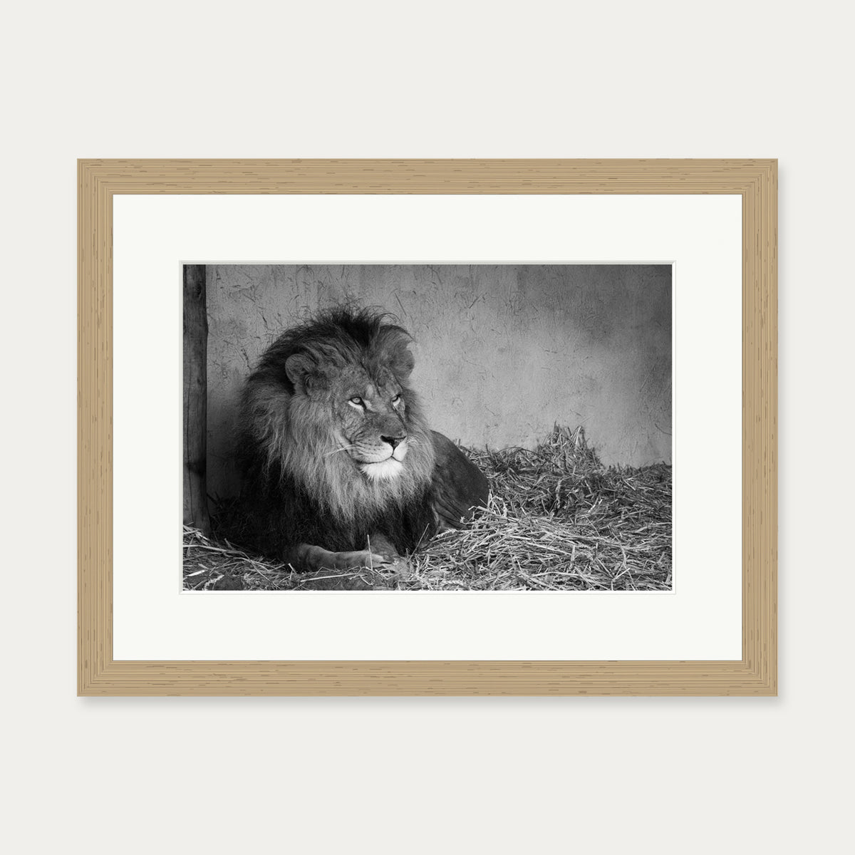 Lion's Den Art Print — 30 x 40 cm — Oak Frame