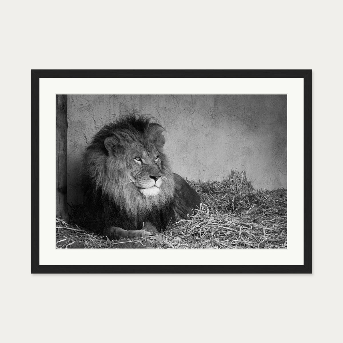 Lion's Den Art Print — 50 x 70 cm — Black Frame