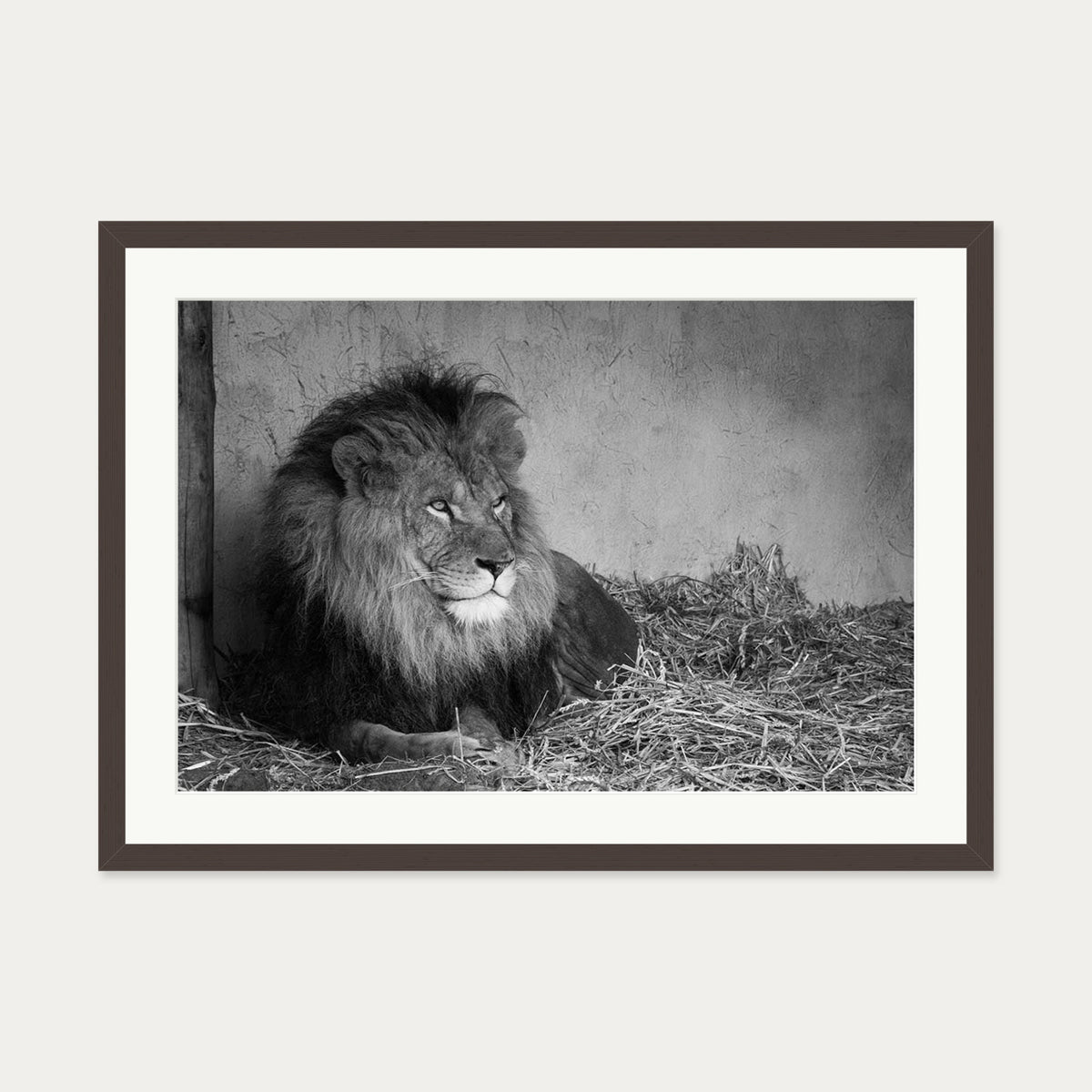Lion's Den Art Print — 50 x 70 cm — Brown Frame