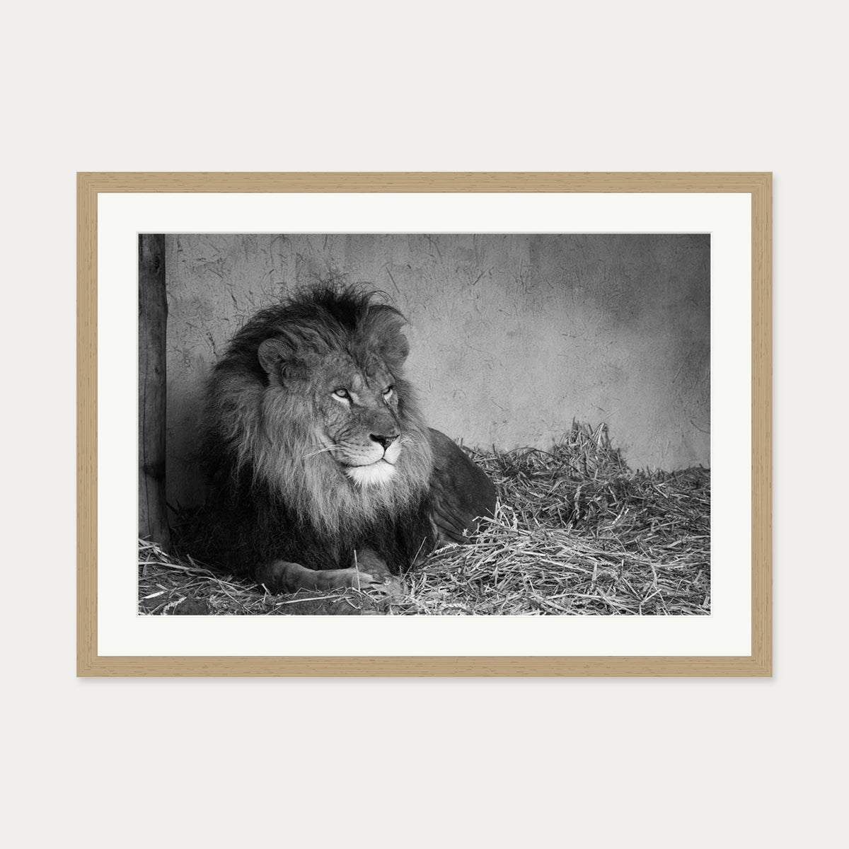 Lion's Den Art Print — 50 x 70 cm — Oak Frame
