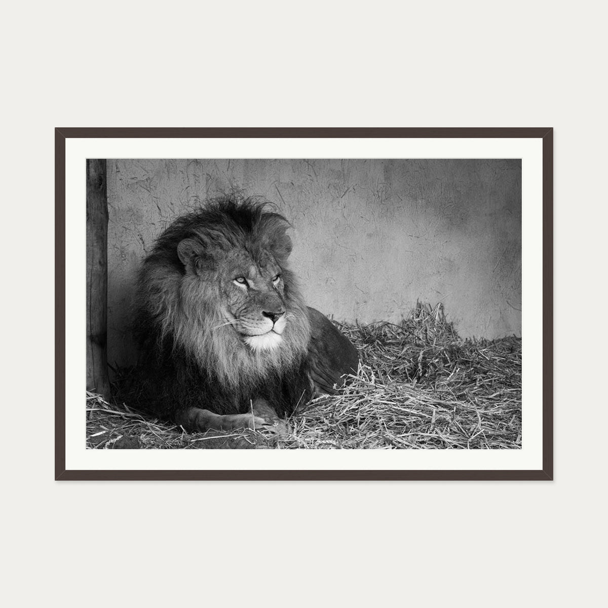 Lion's Den Art Print — 70 x 100 cm — Brown Frame