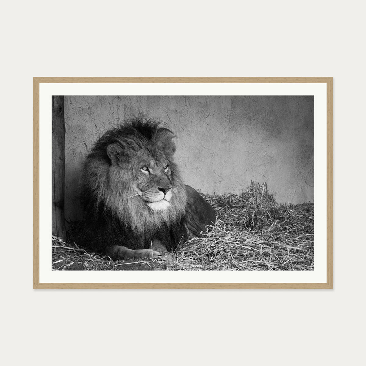 Lion's Den Art Print — 70 x 100 cm — Oak Frame