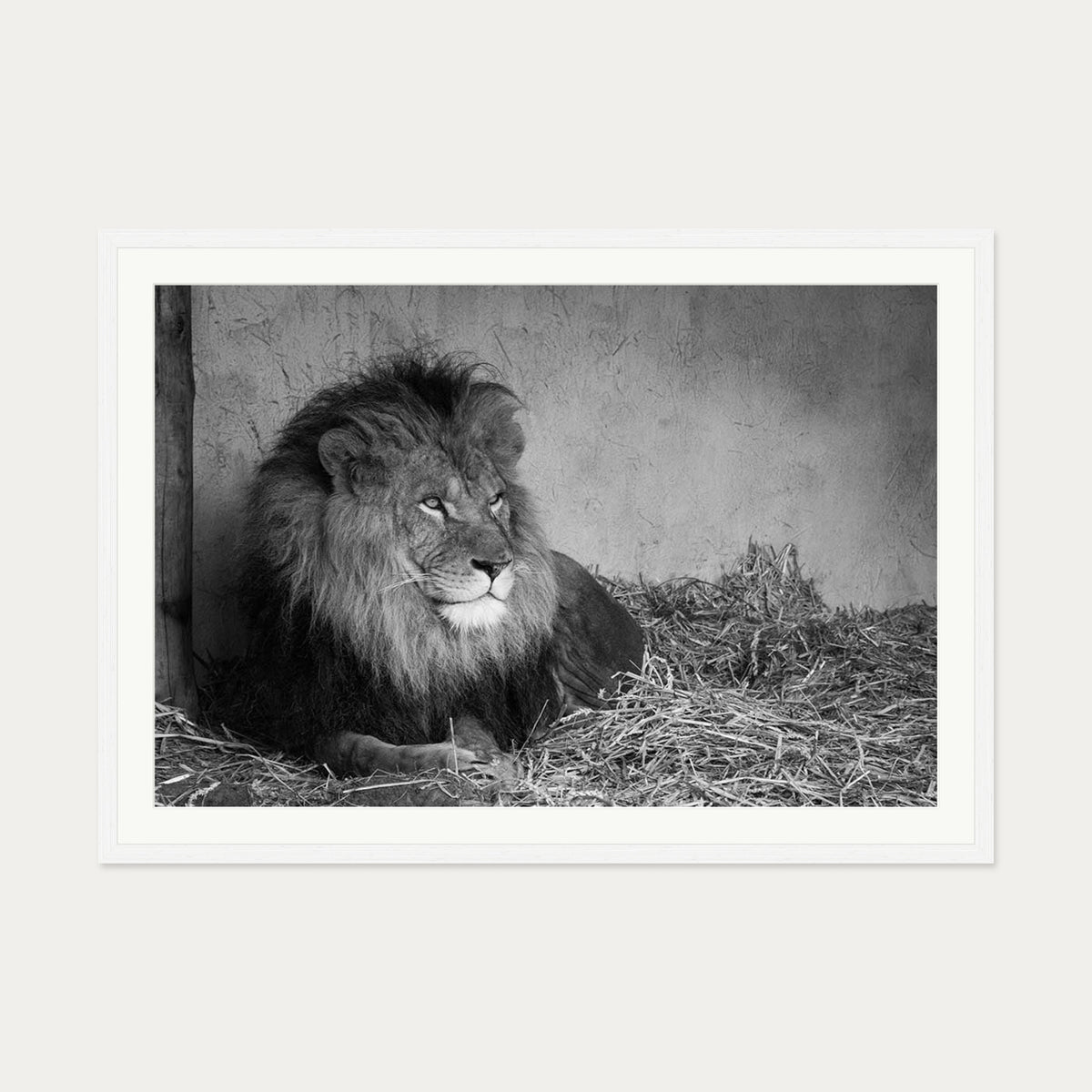 Lion's Den Art Print — 70 x 100 cm — White Frame