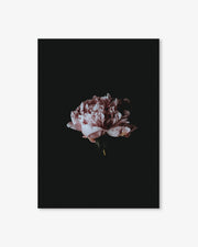 Flower Portrait Art Print