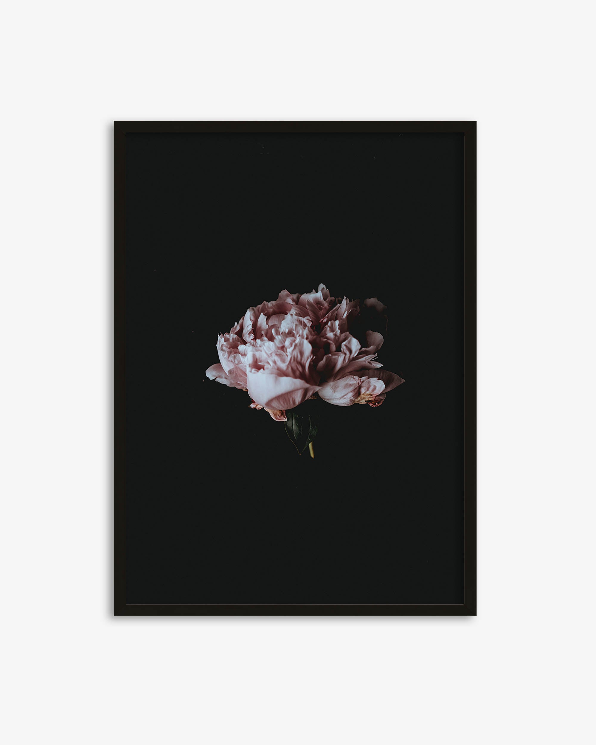 Flower Portrait Art Print