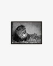 Lion's Den Art Print