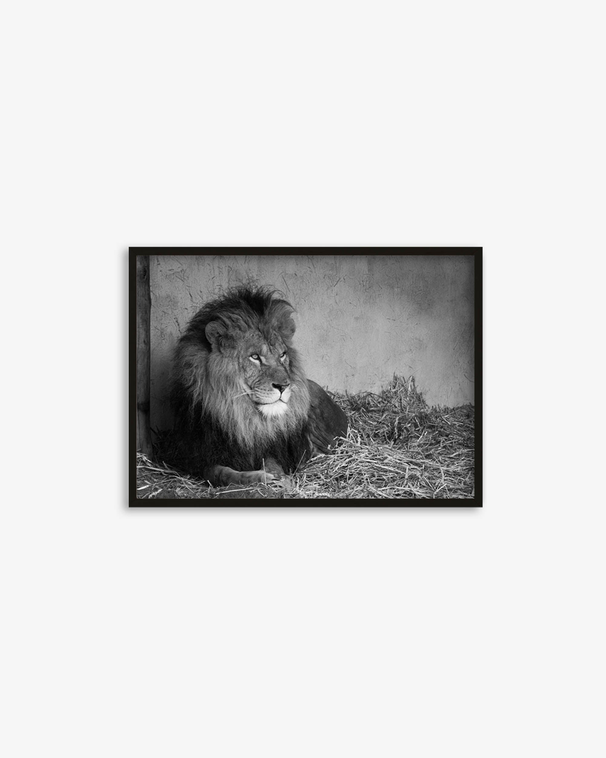 Lion's Den Art Print