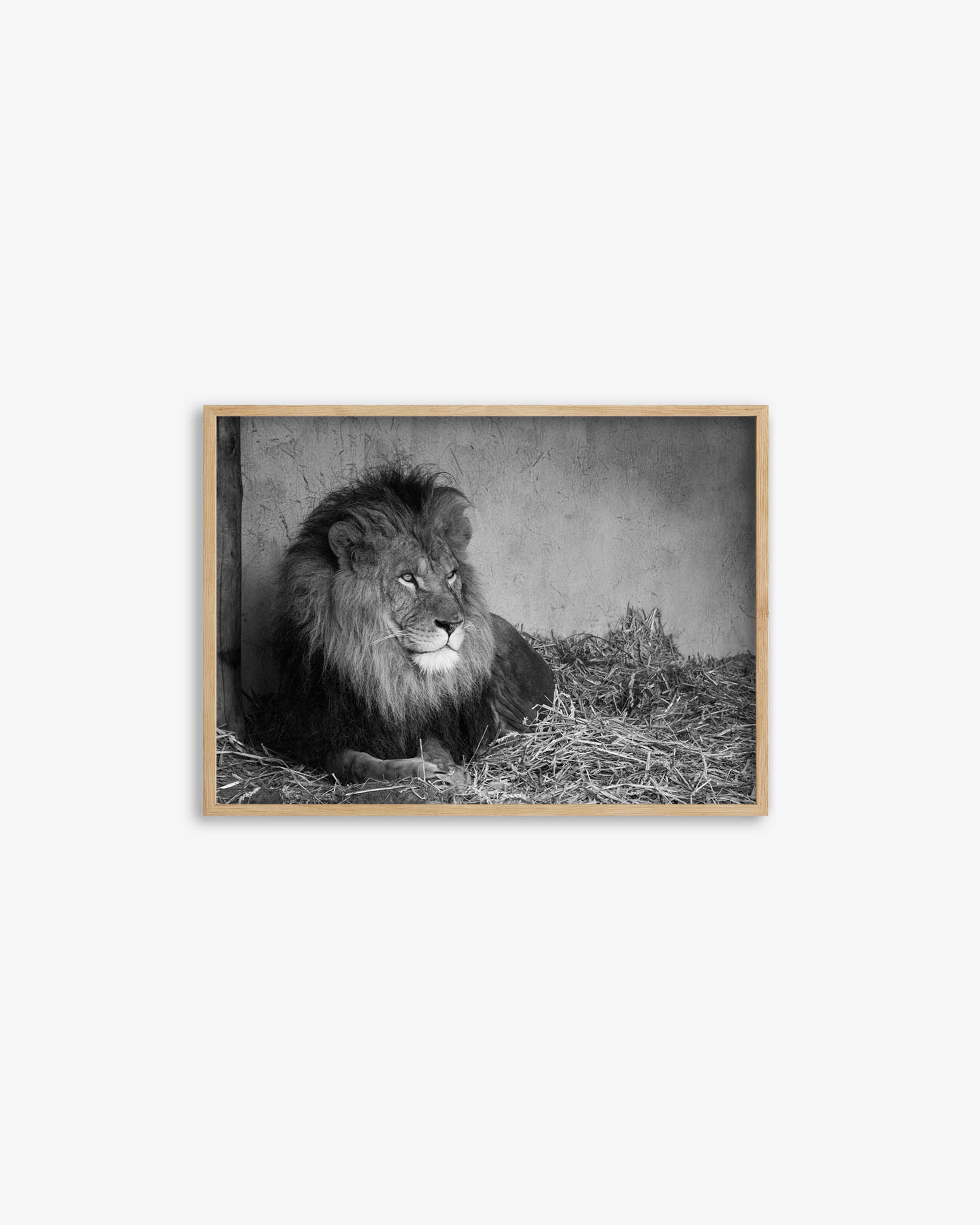 Lion's Den Art Print