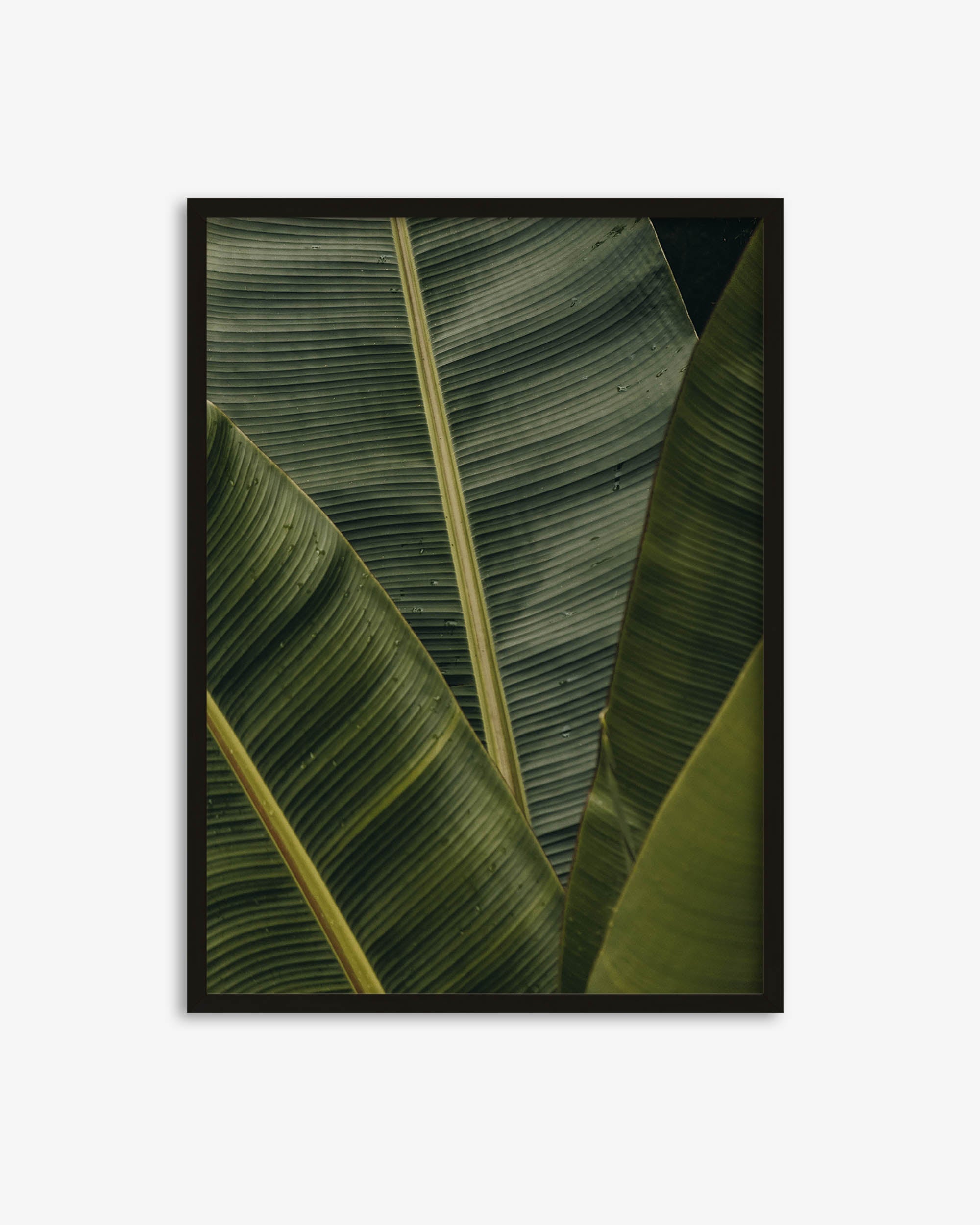Botanical Portrait Wall Art Print