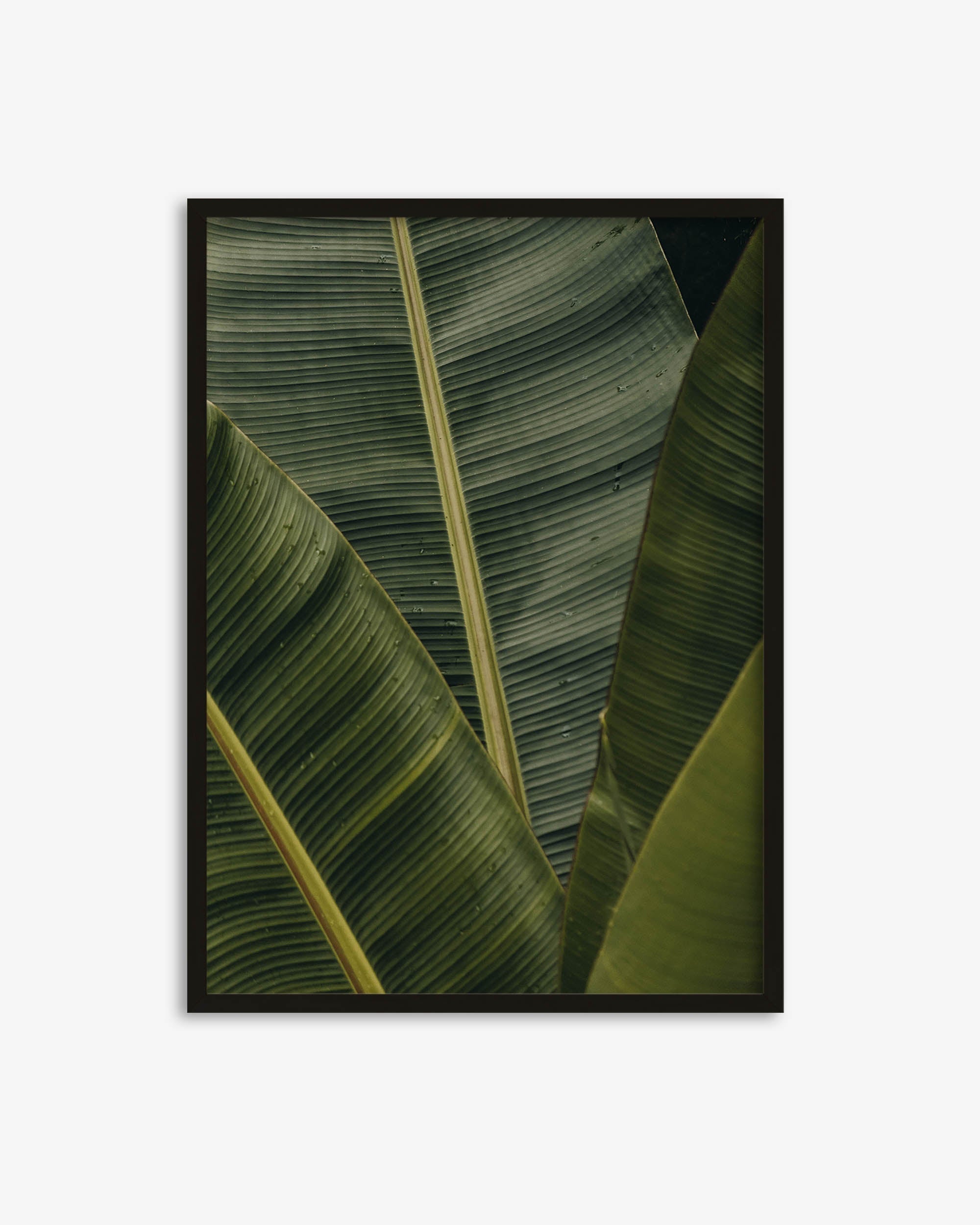 Botanical Portrait Wall Art Print