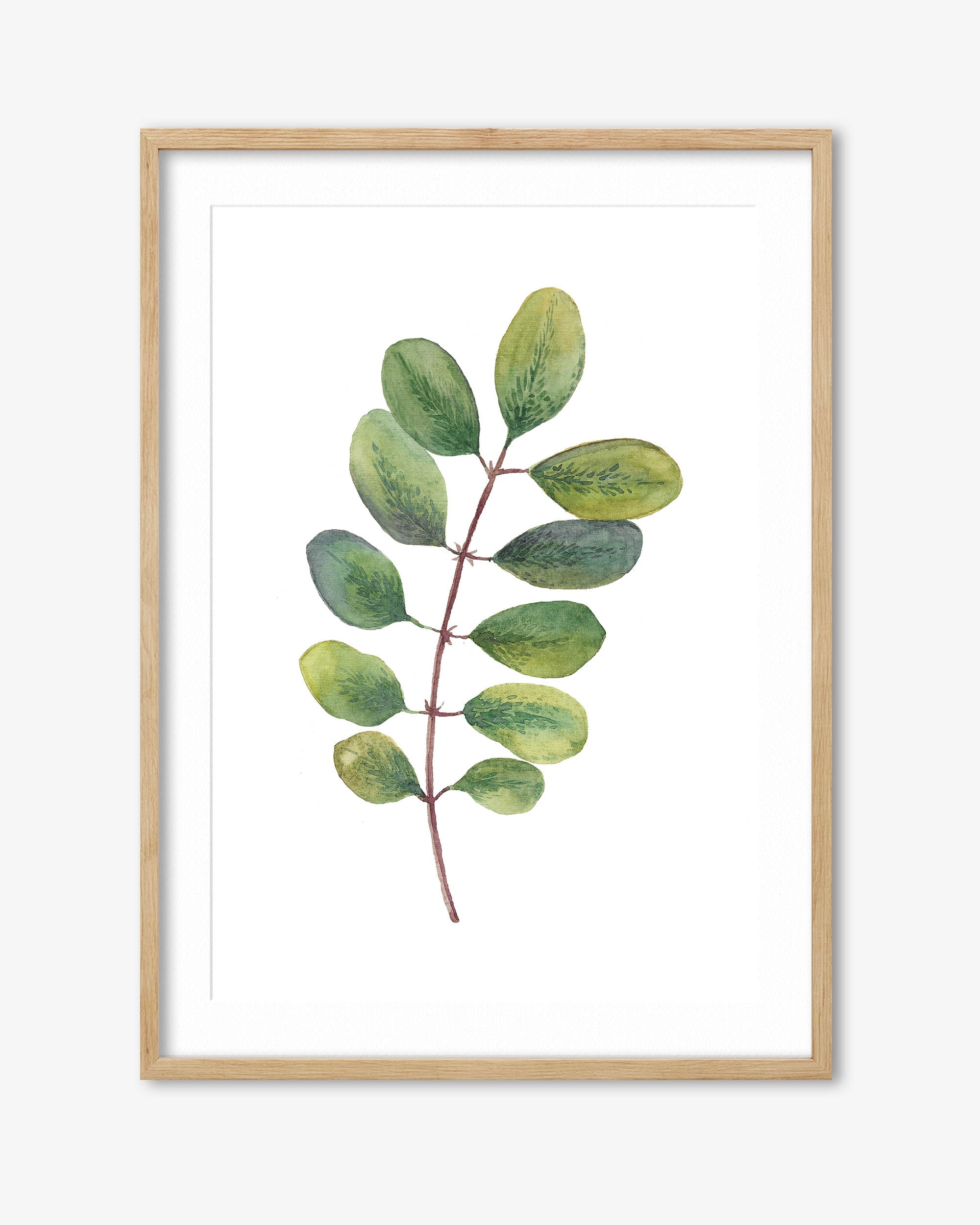 Acacia Watercolour Leaf Art Print