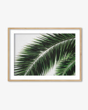 Botanical Palm Wall Art Print
