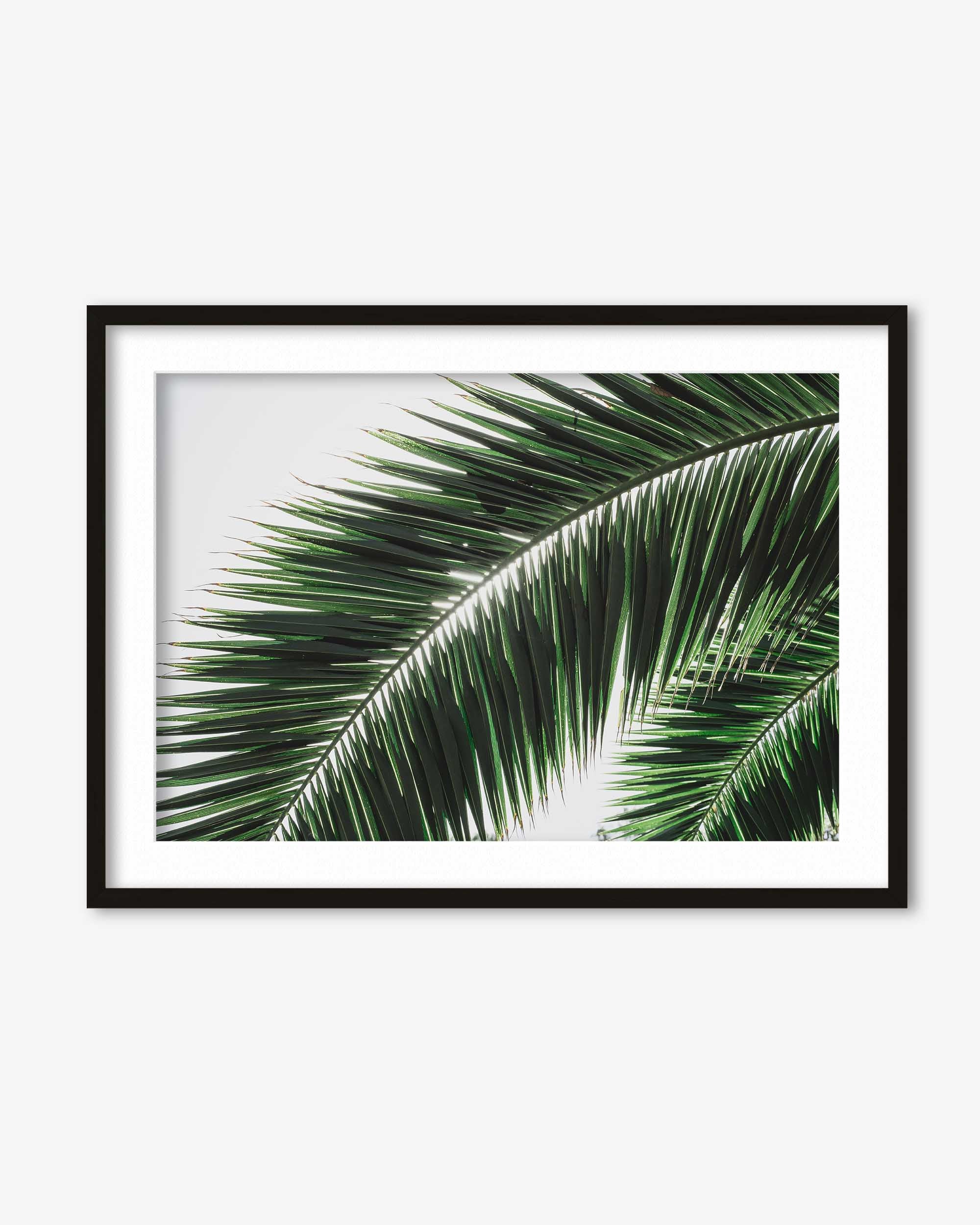 Botanical Palm Wall Art Print