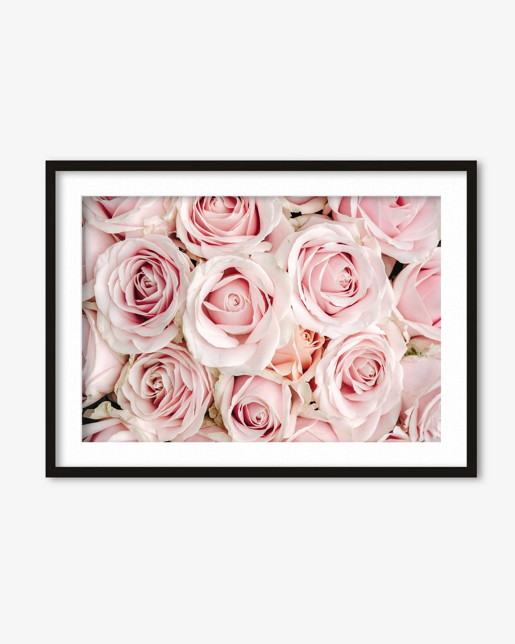 Framed print of pink roses on a white wall