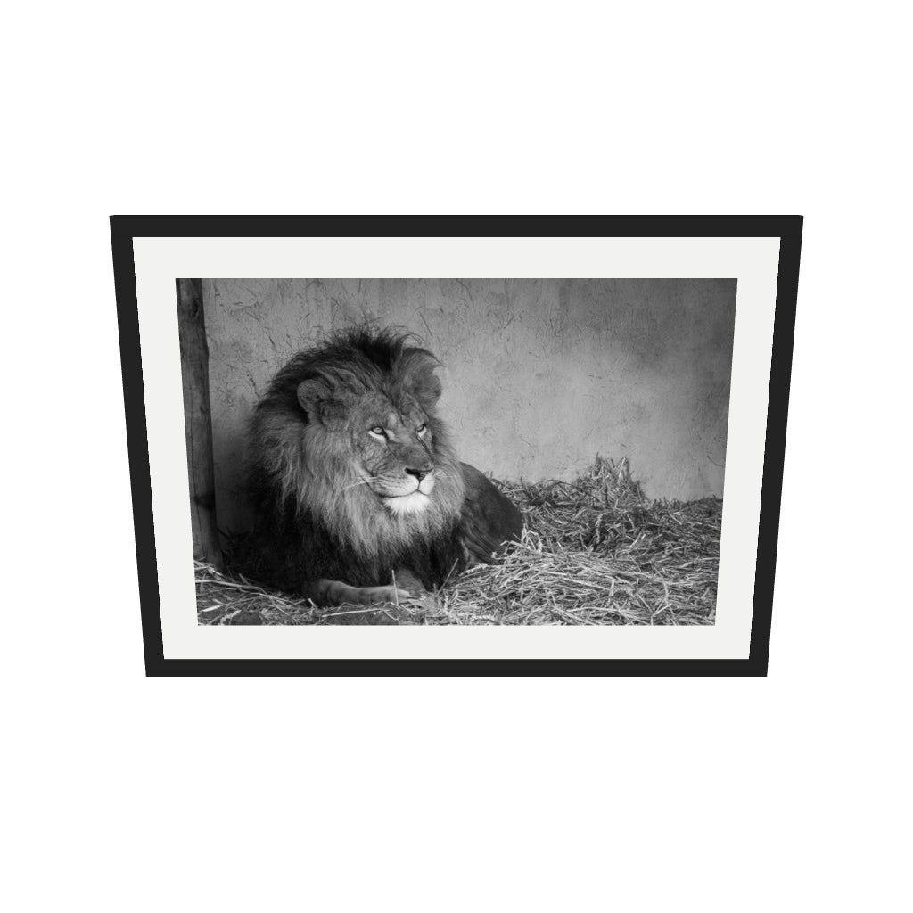 [ah-ar-v1:bdf1fc28d991db000c43634f] Lion's Den Art Print — 50 x 70 cm, black frame (AR scale)