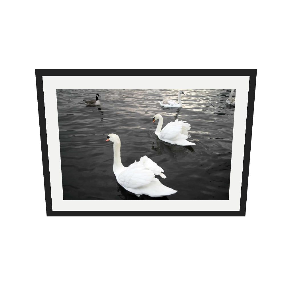 [ah-ar-v1:12d3d5a354ac40c4e8736c98] The Swan Lake Art Print — 50 x 70 cm, black frame (AR scale)