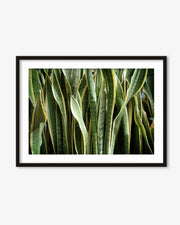 Snake Plant Art Print