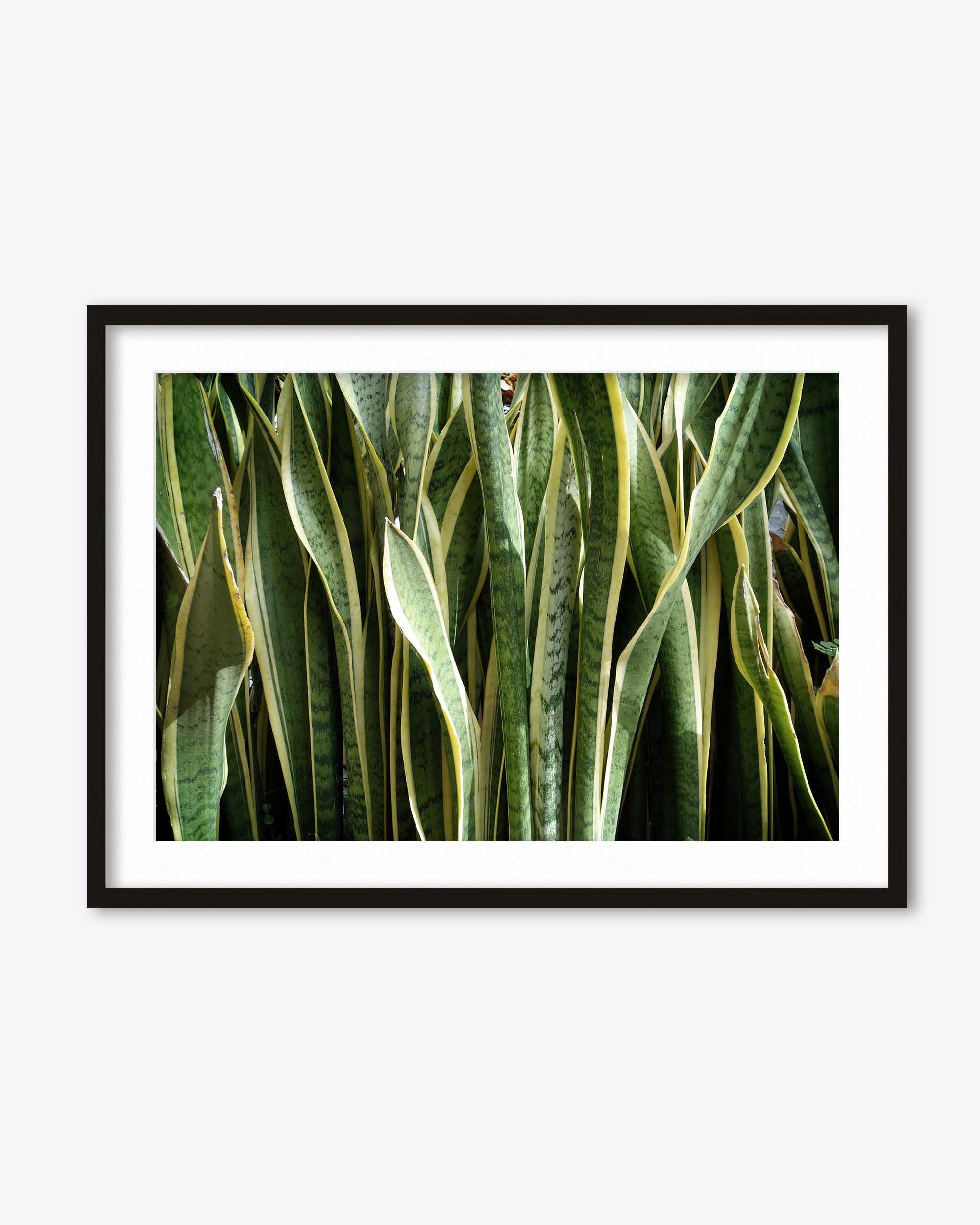 Snake Plant Art Print