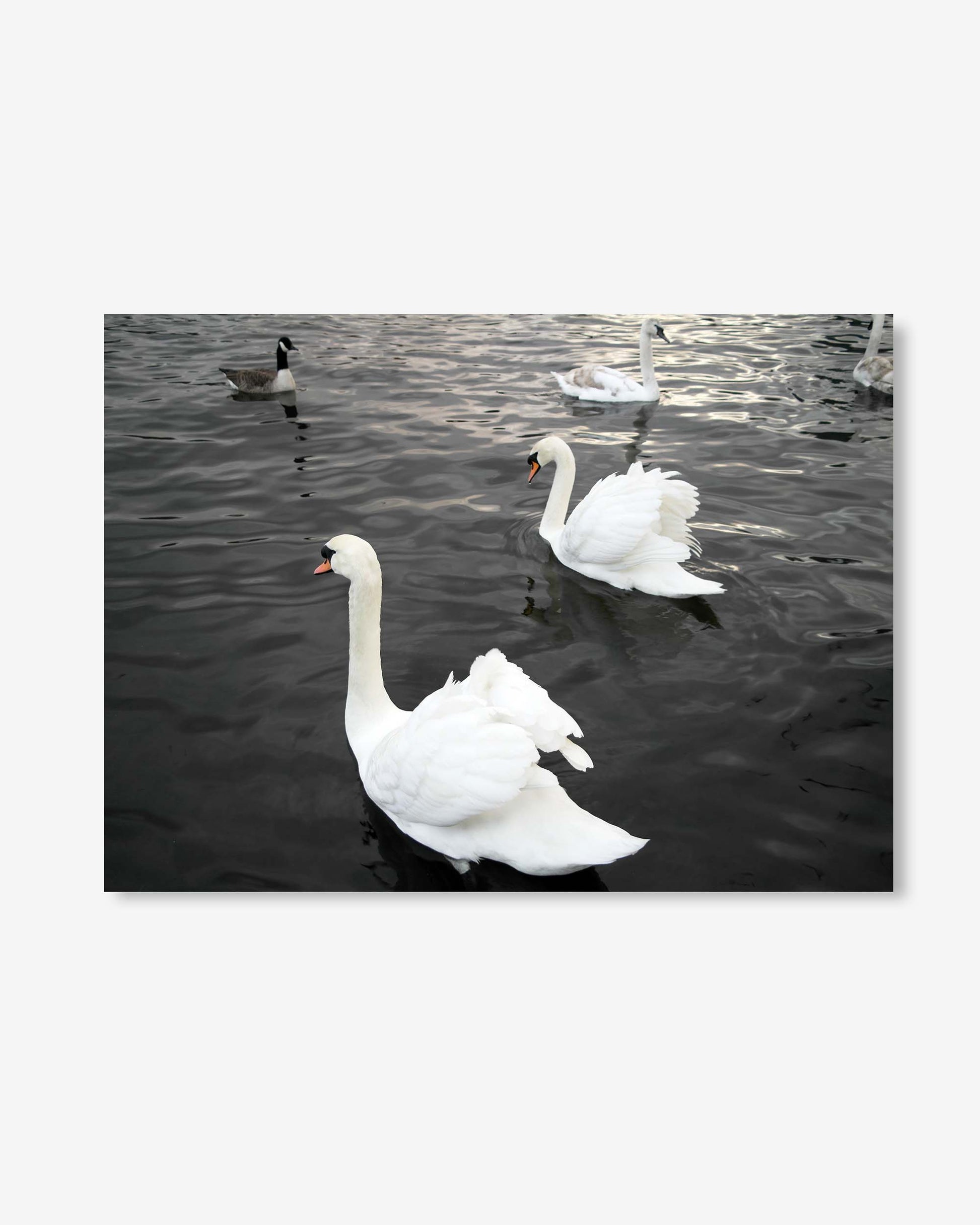 Two white swans swimming on a body of water with a blurred background