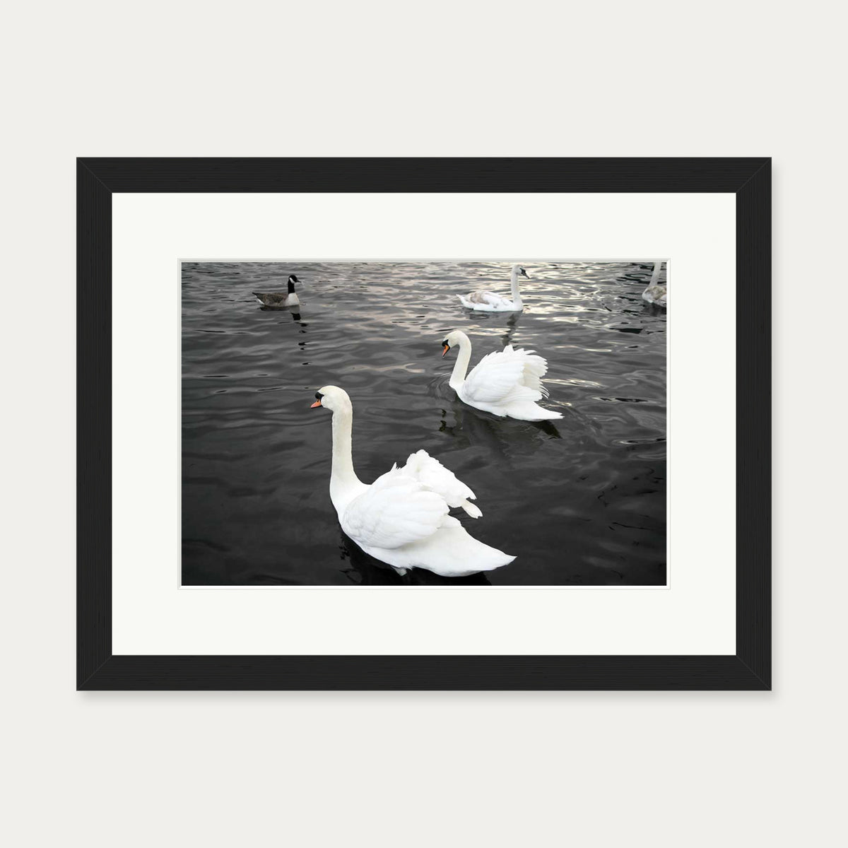 The Swan Lake Art Print — 30 x 40 cm — Black Frame