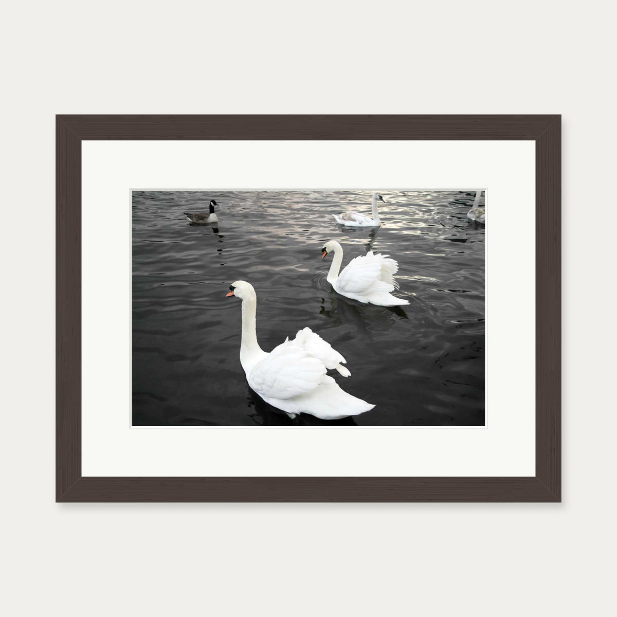 The Swan Lake Art Print — 30 x 40 cm — Brown Frame