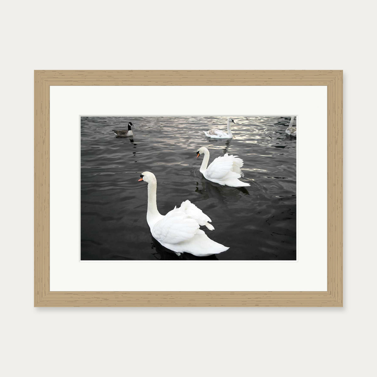 The Swan Lake Art Print — 30 x 40 cm — Oak Frame