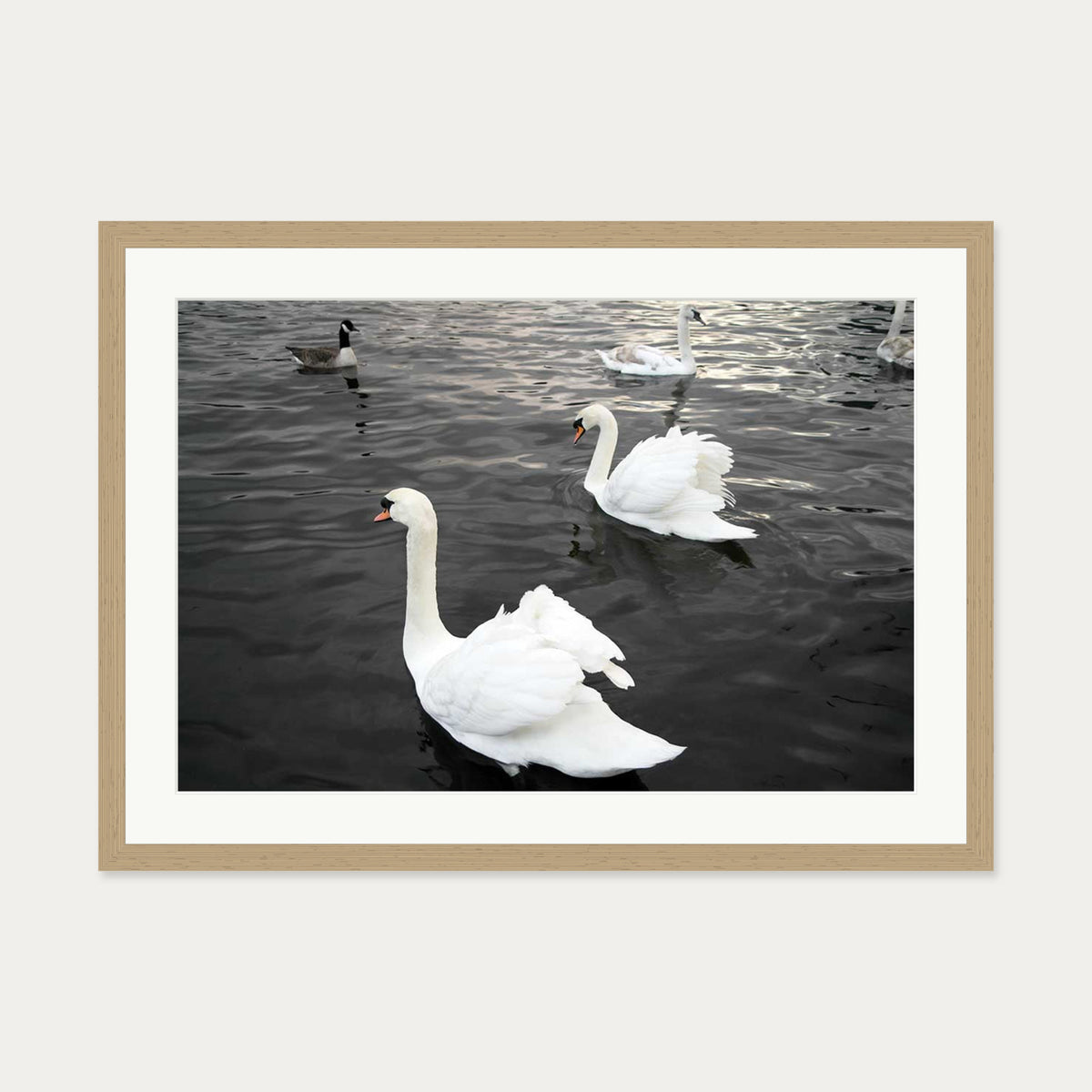 The Swan Lake Art Print — 50 x 70 cm — Oak Frame