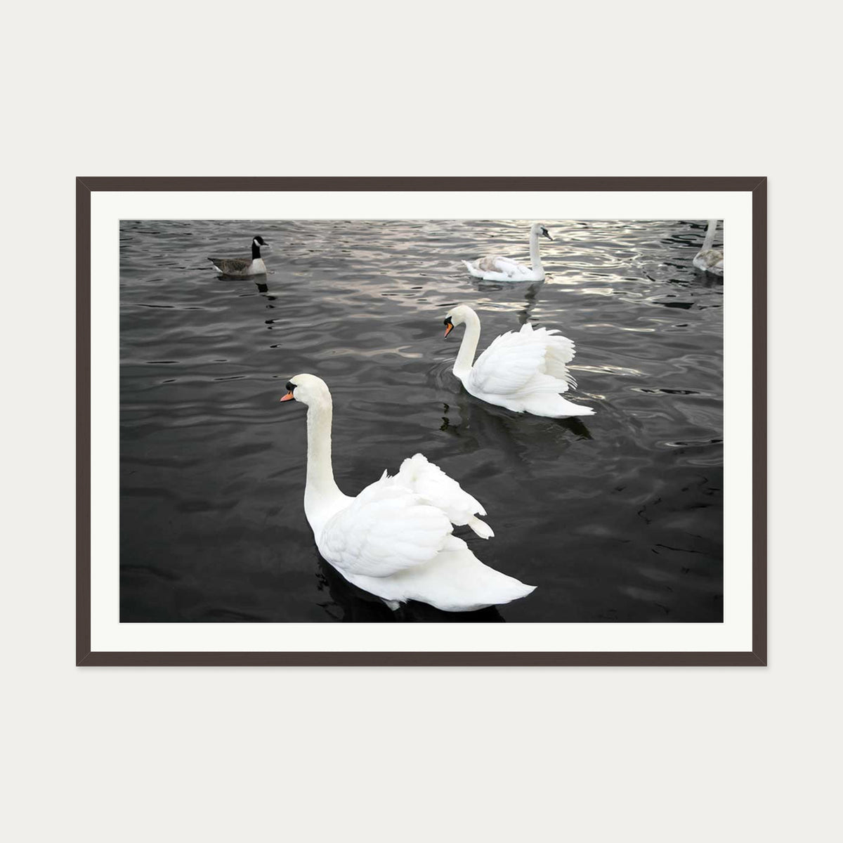 The Swan Lake Art Print — 70 x 100 cm — Brown Frame