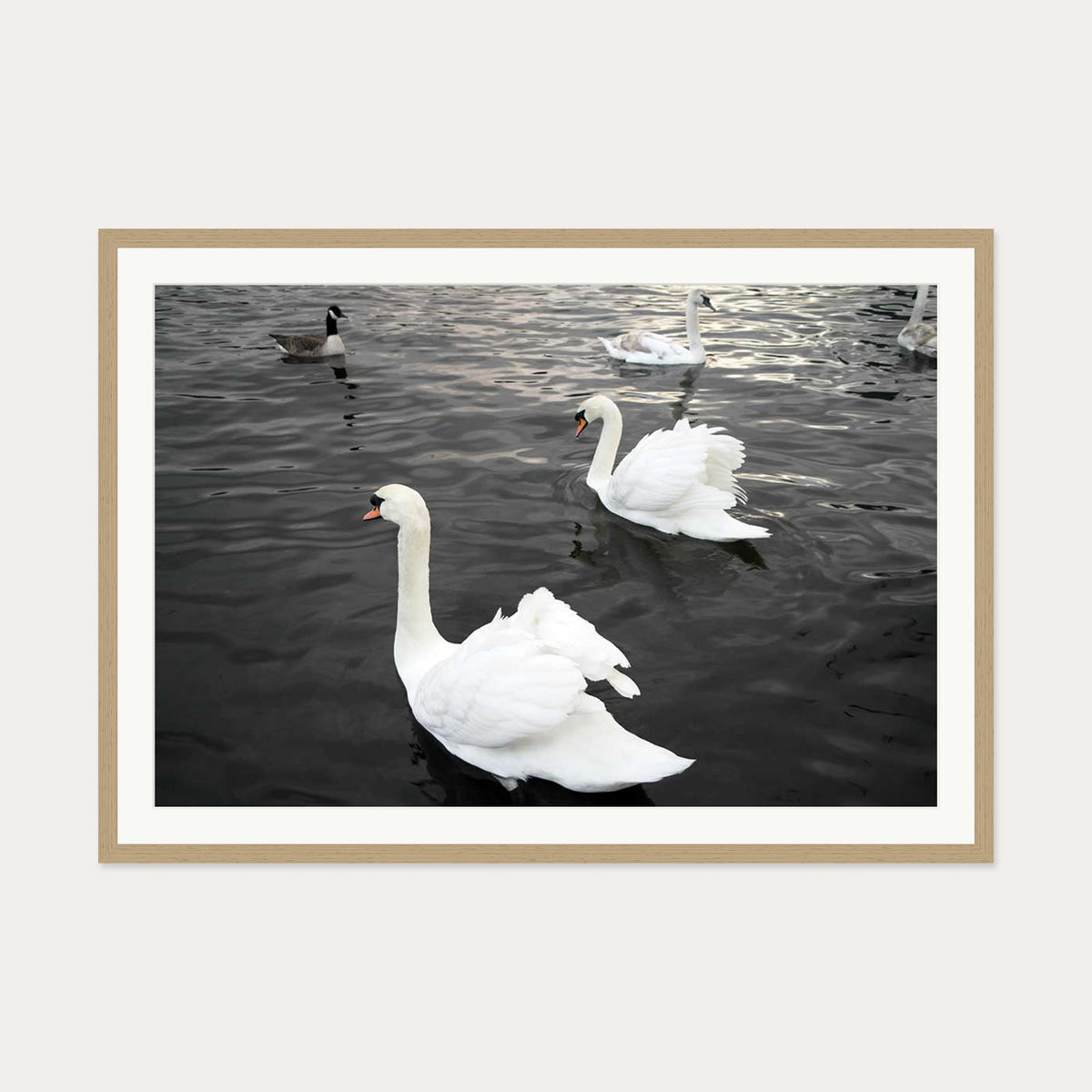 The Swan Lake Art Print — 70 x 100 cm — Oak Frame