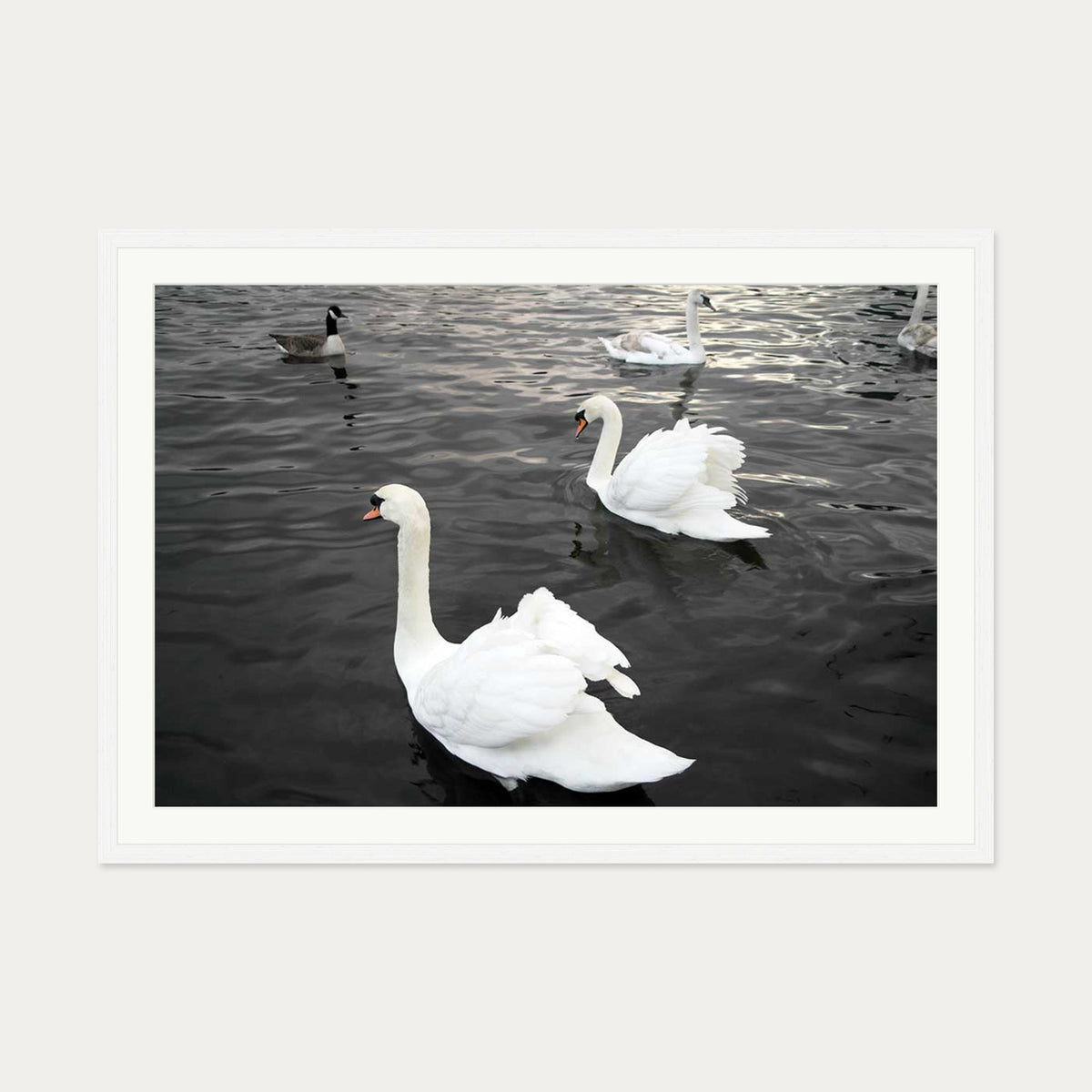 The Swan Lake Art Print — 70 x 100 cm — White Frame
