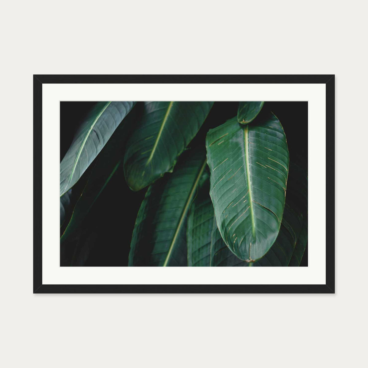 Tropical Forest II Wall Art Print — 50 x 70 cm — Black Frame