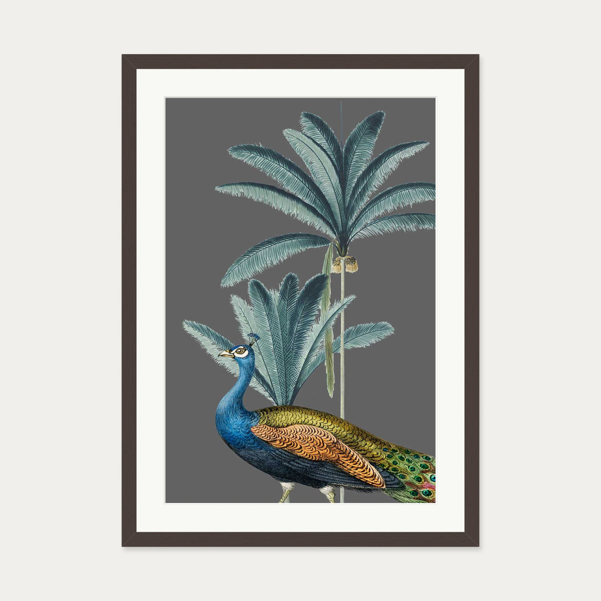 Tropical Jungle Peacock Grey Art Print — 50 x 70 cm — Brown Frame