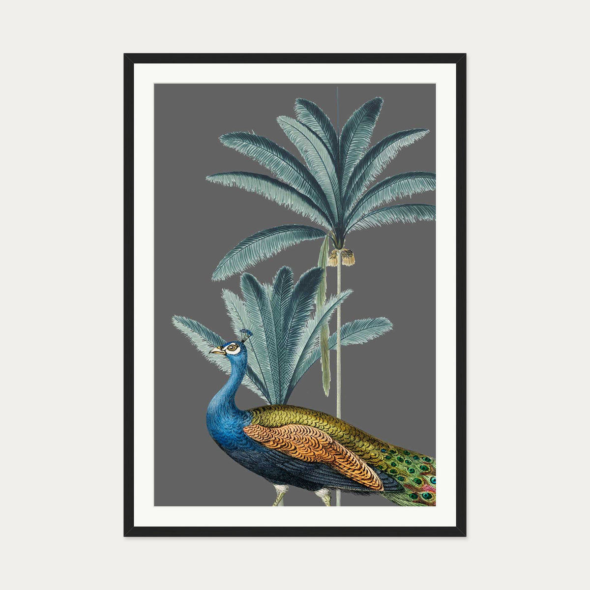 Tropical Jungle Peacock Grey Art Print — 70 x 100 cm — Black Frame