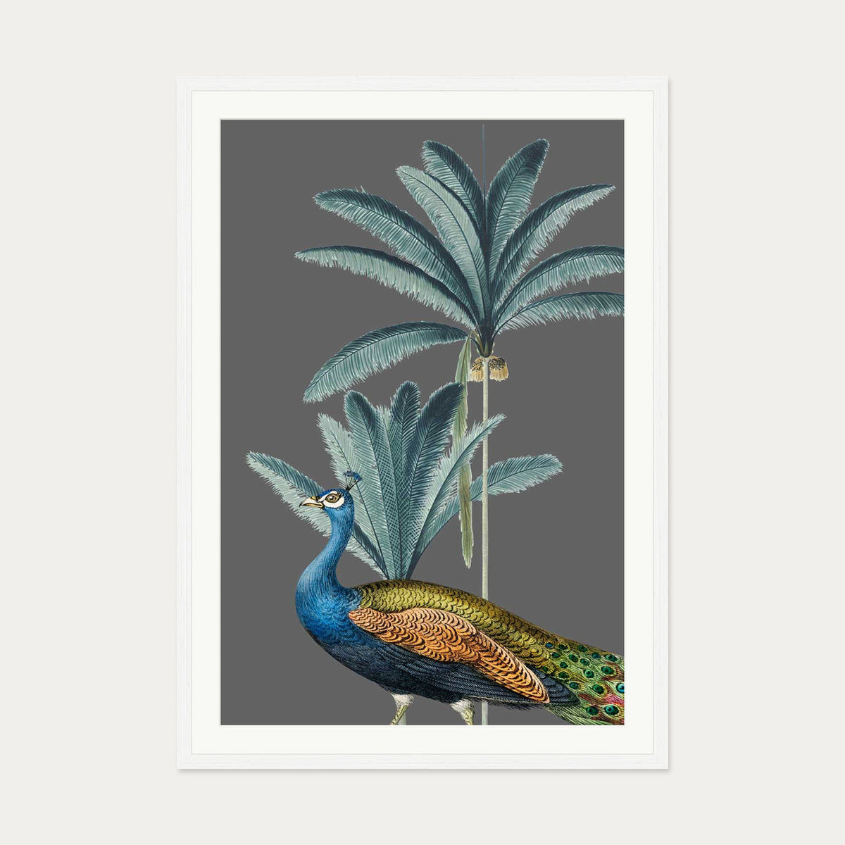 Tropical Jungle Peacock Grey Art Print — 70 x 100 cm — White Frame