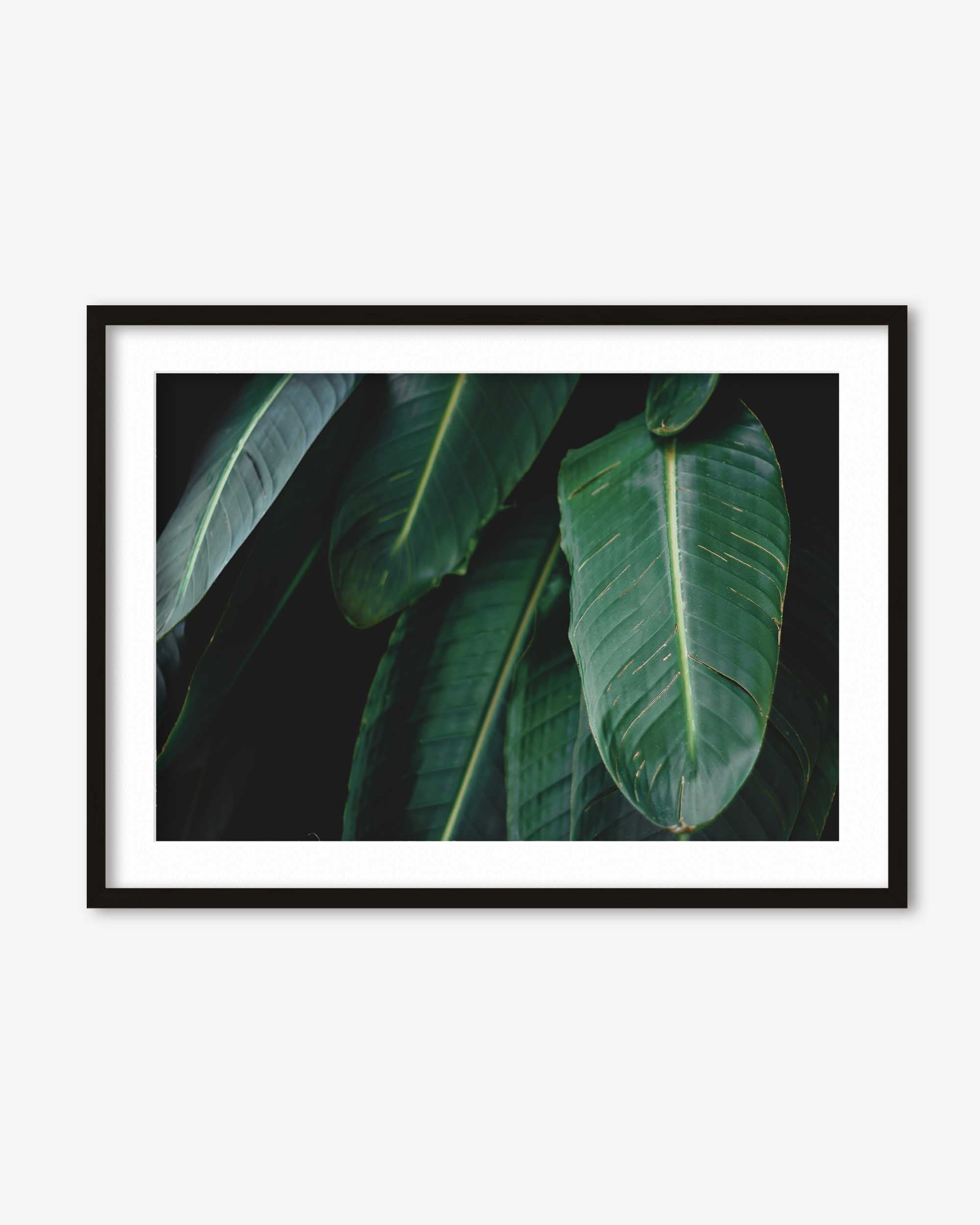 Tropical Forest II Wall Art Print