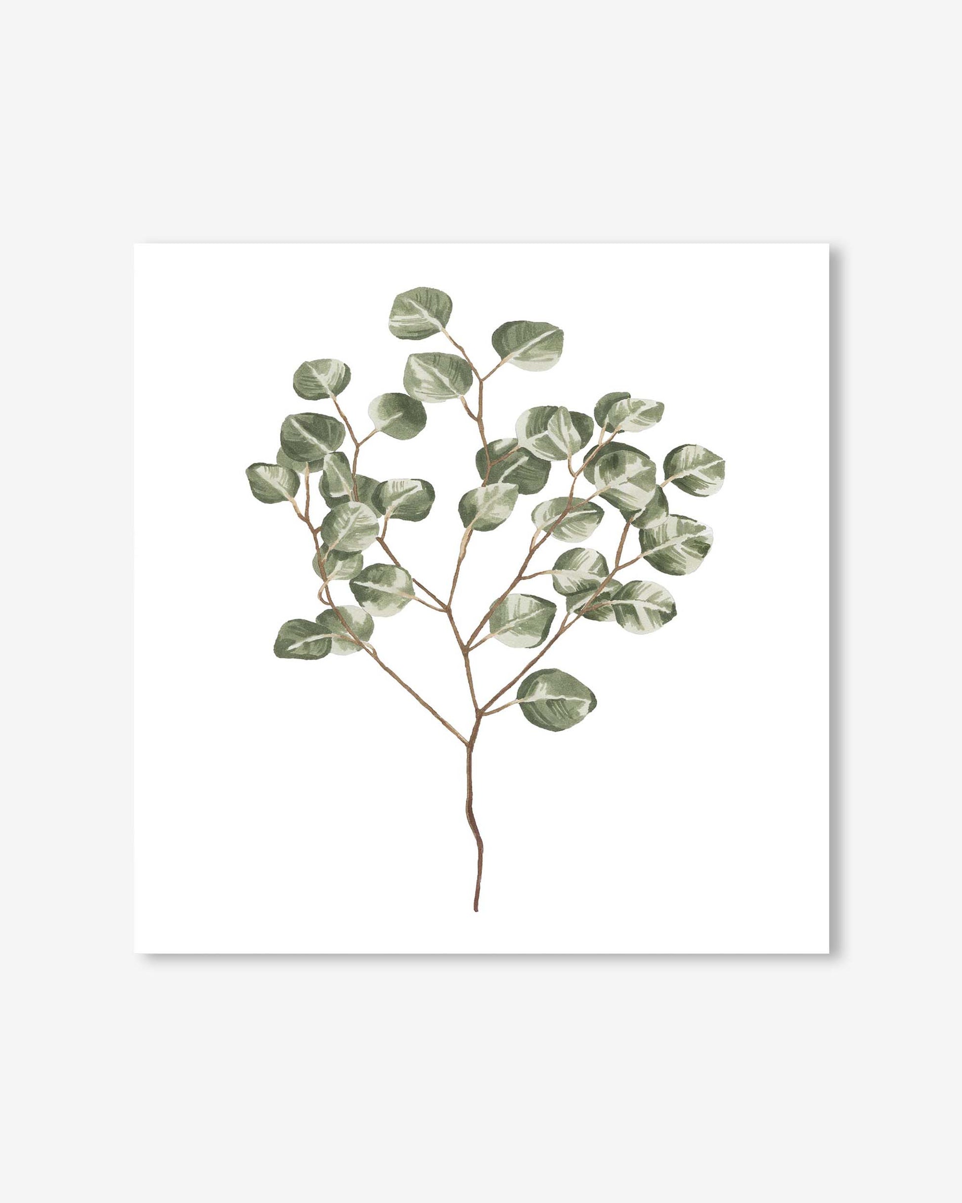 Framed artwork of a eucalyptus branch on a white background