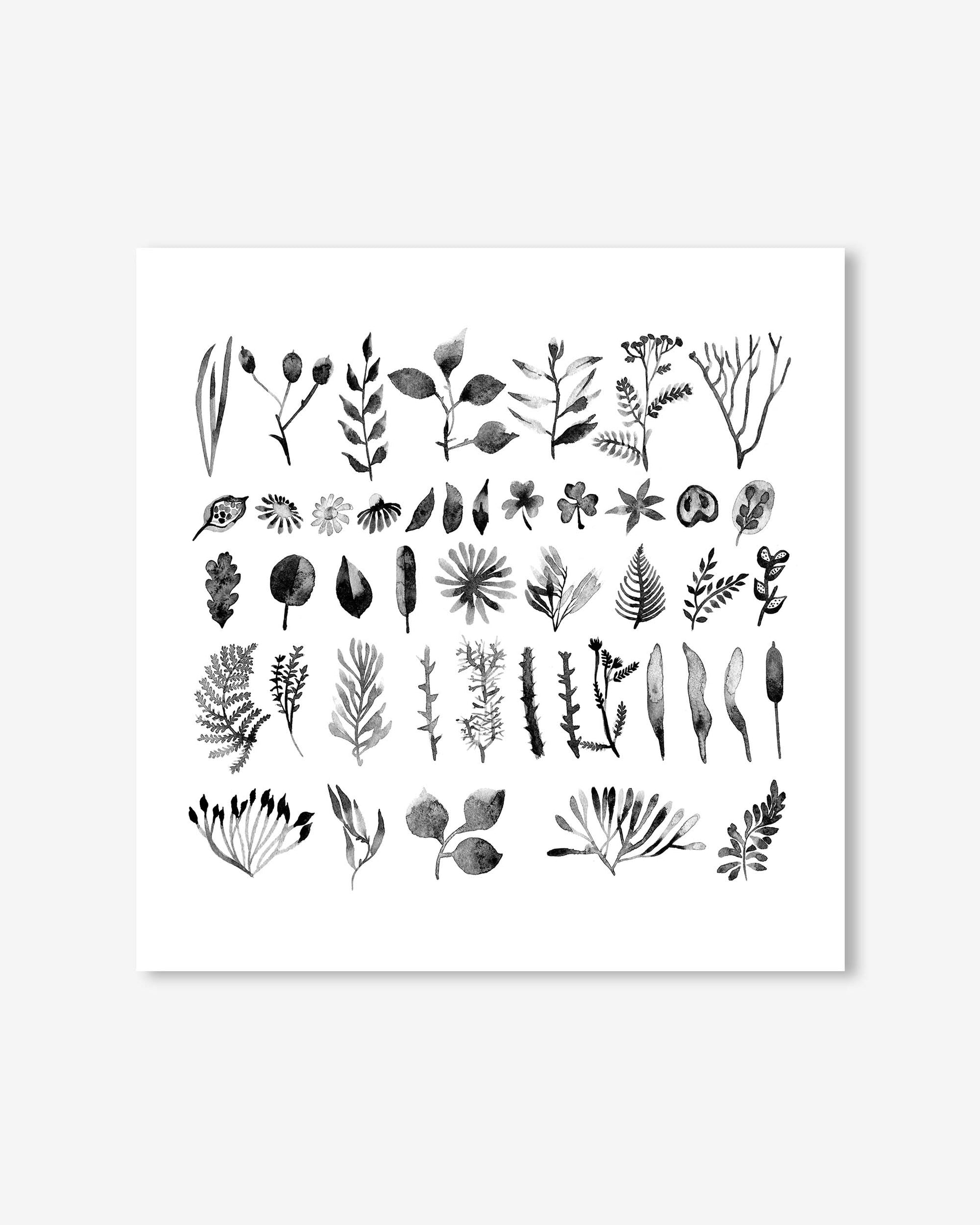 Collection of black botanical illustrations on a white background