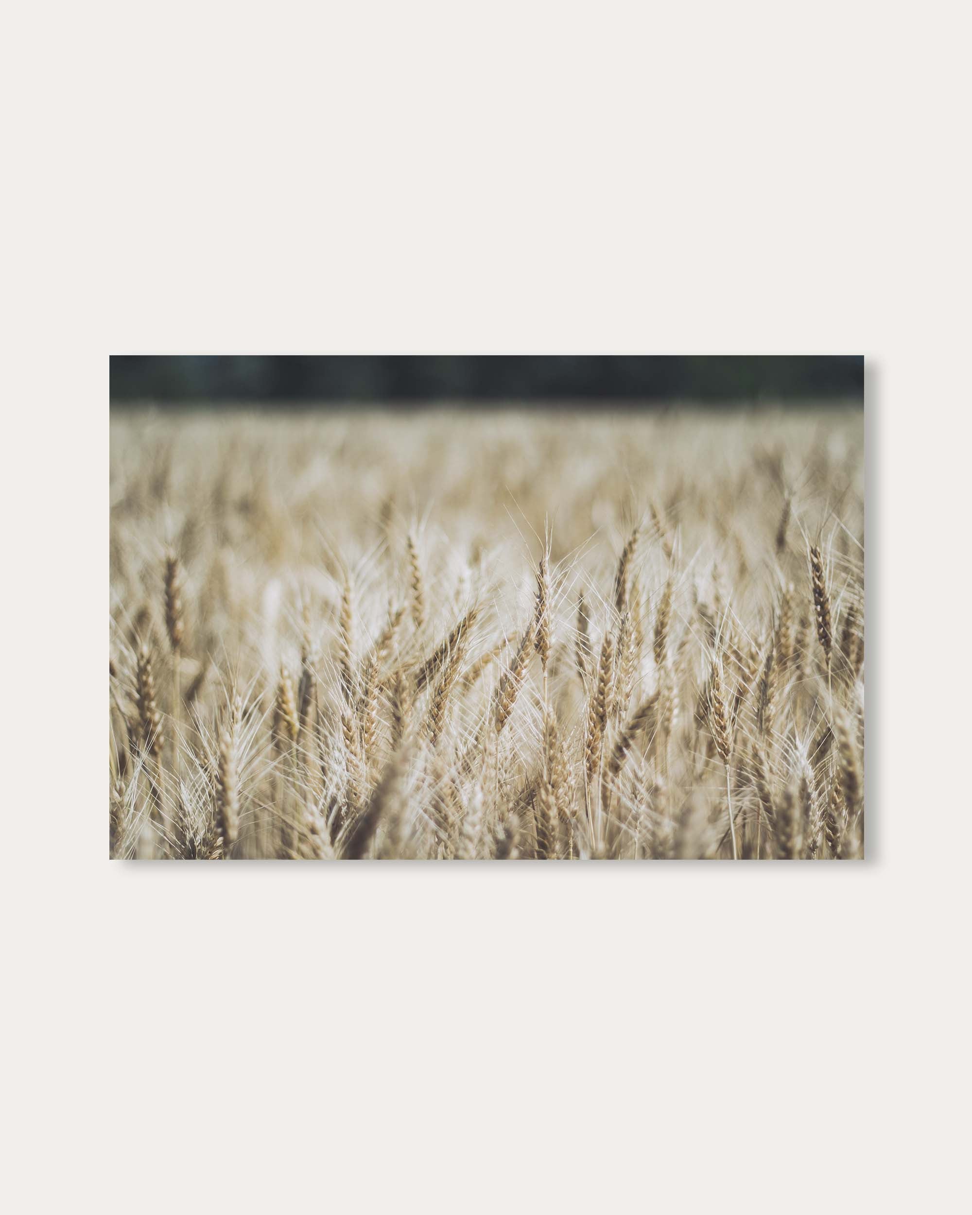 Wheat Field Wall Art Print