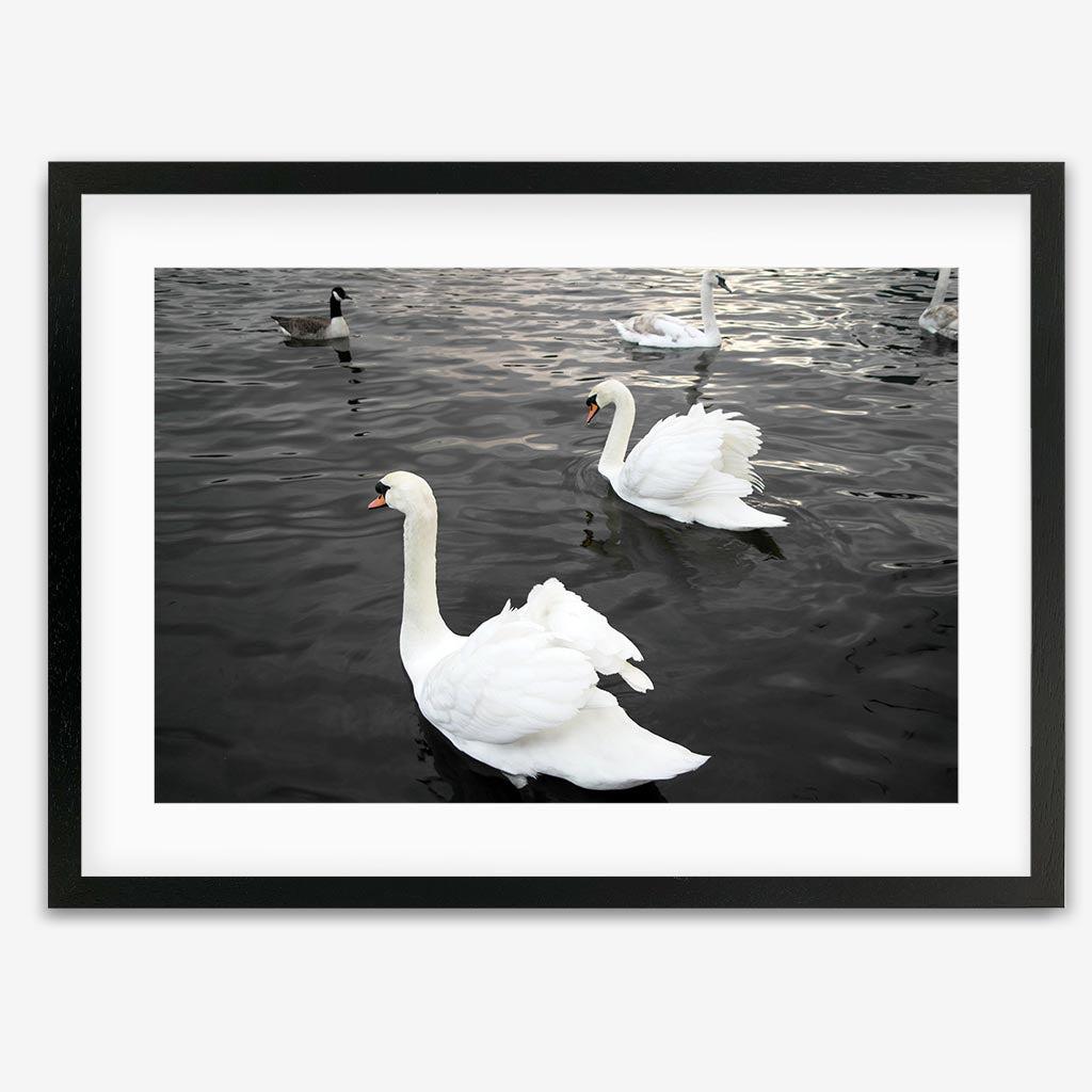 The Swan Lake Art Print - Black Frame - Abstract House
