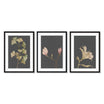 Vintage Botanical Leaves - Set Of 3 Prints